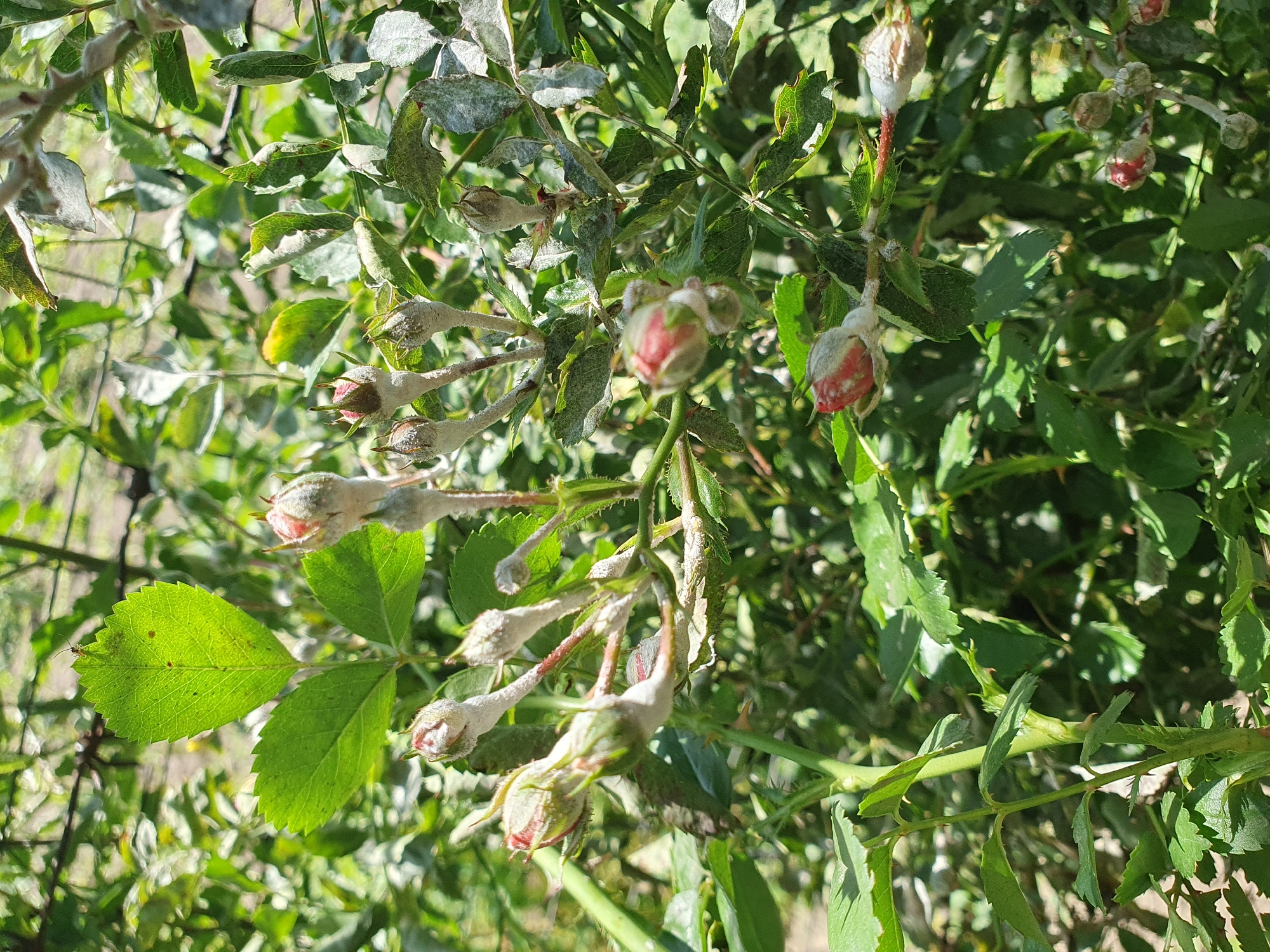 This image shows rose buds on a rose bush. The rose buds are covered in a white, powdery substance, which could indicate a fungal disease such as powdery mildew. The leaves of the rose bush also appear to have some white powdery residue on them. The background is filled with green foliage, and sunlight is dappling through the leaves, creating a bright, outdoor scene. The location is Novoivanivka, Ukraine.