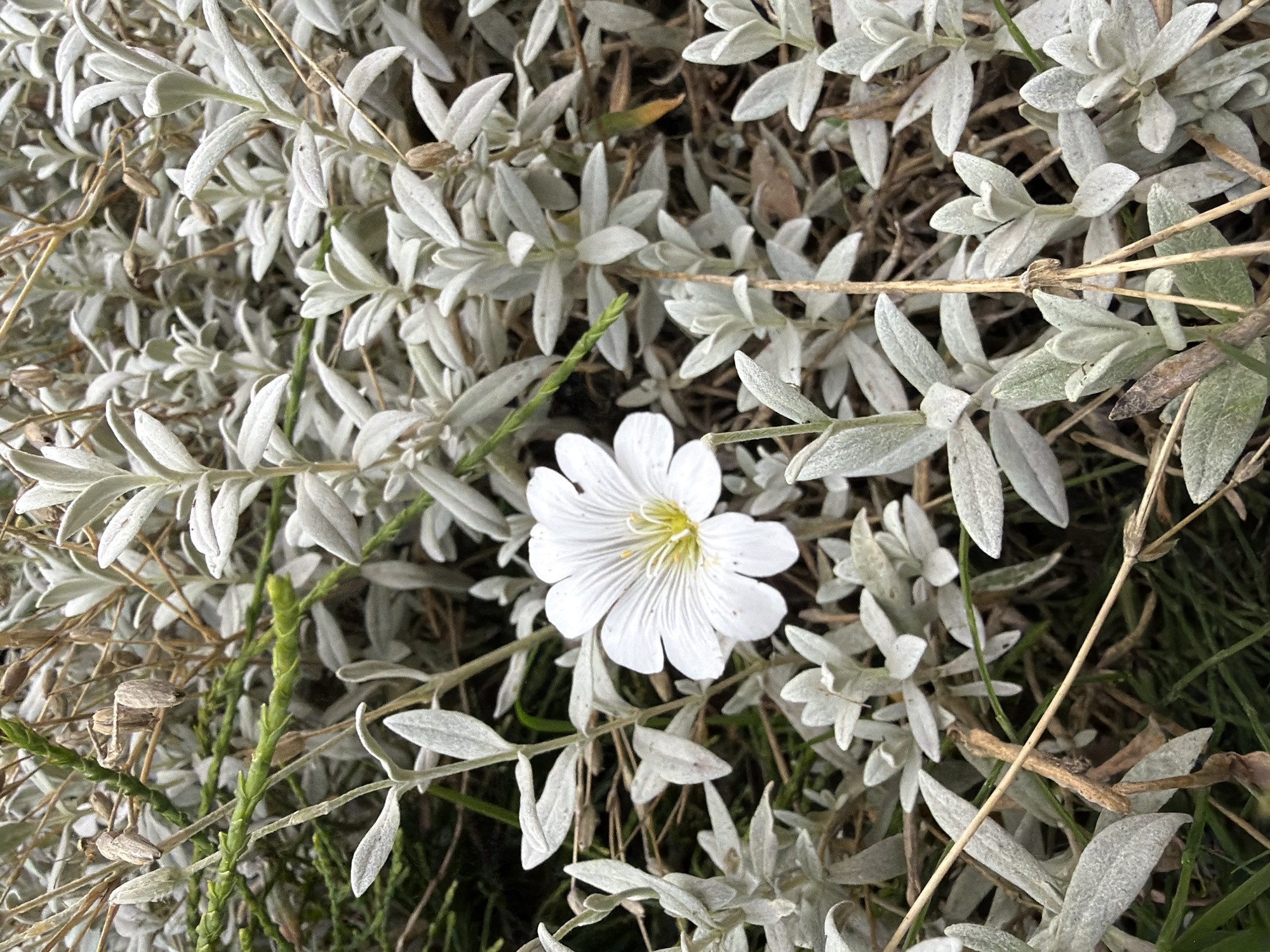 A white flower with delicate petals and a yellow center blooms amongst a dense thicket of silvery-grey foliage and dry, brown stems. The flower is the sole point of color in the otherwise muted scene. The surrounding plant material appears to be a low-lying shrub or ground cover, with tightly packed leaves and thin, dry branches. Green grass can be seen peeking through the base of the plants. The image does not depict any people or specific landmarks that would indicate a location within the city of Дорожный, Russia.