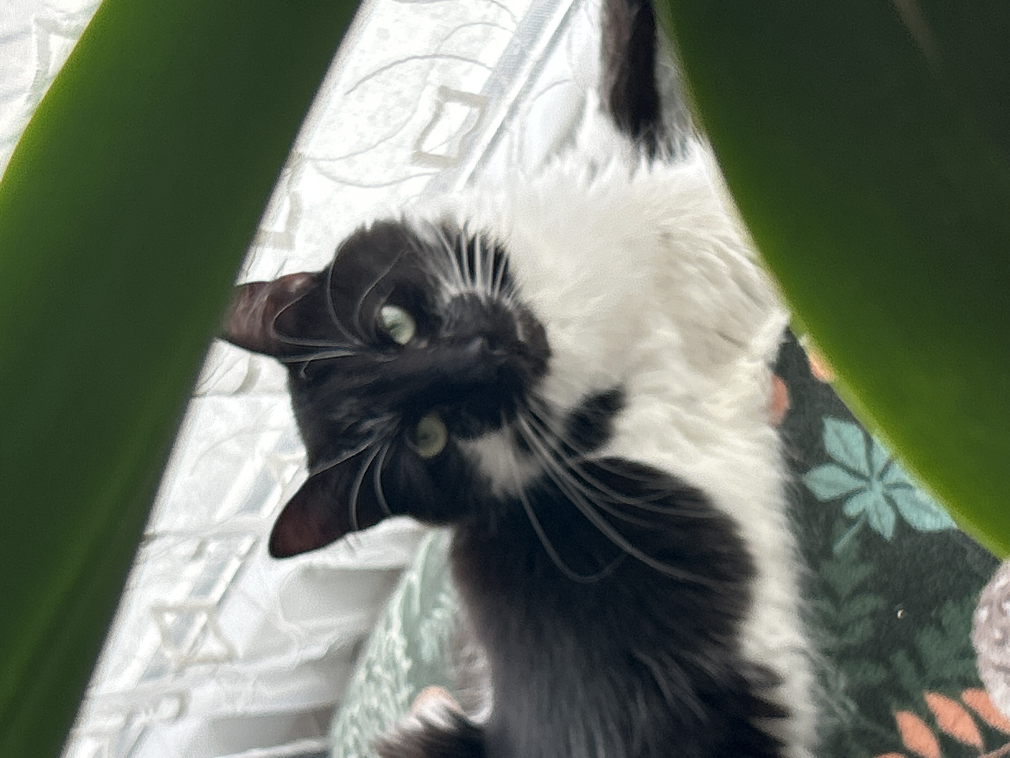A black and white cat lies upside down on a floral-patterned surface, partially obscured by two thick green plant leaves in the foreground. The cat's face is visible, with green eyes and long white whiskers. Behind the cat is a white patterned surface. No further information about location is discernible.