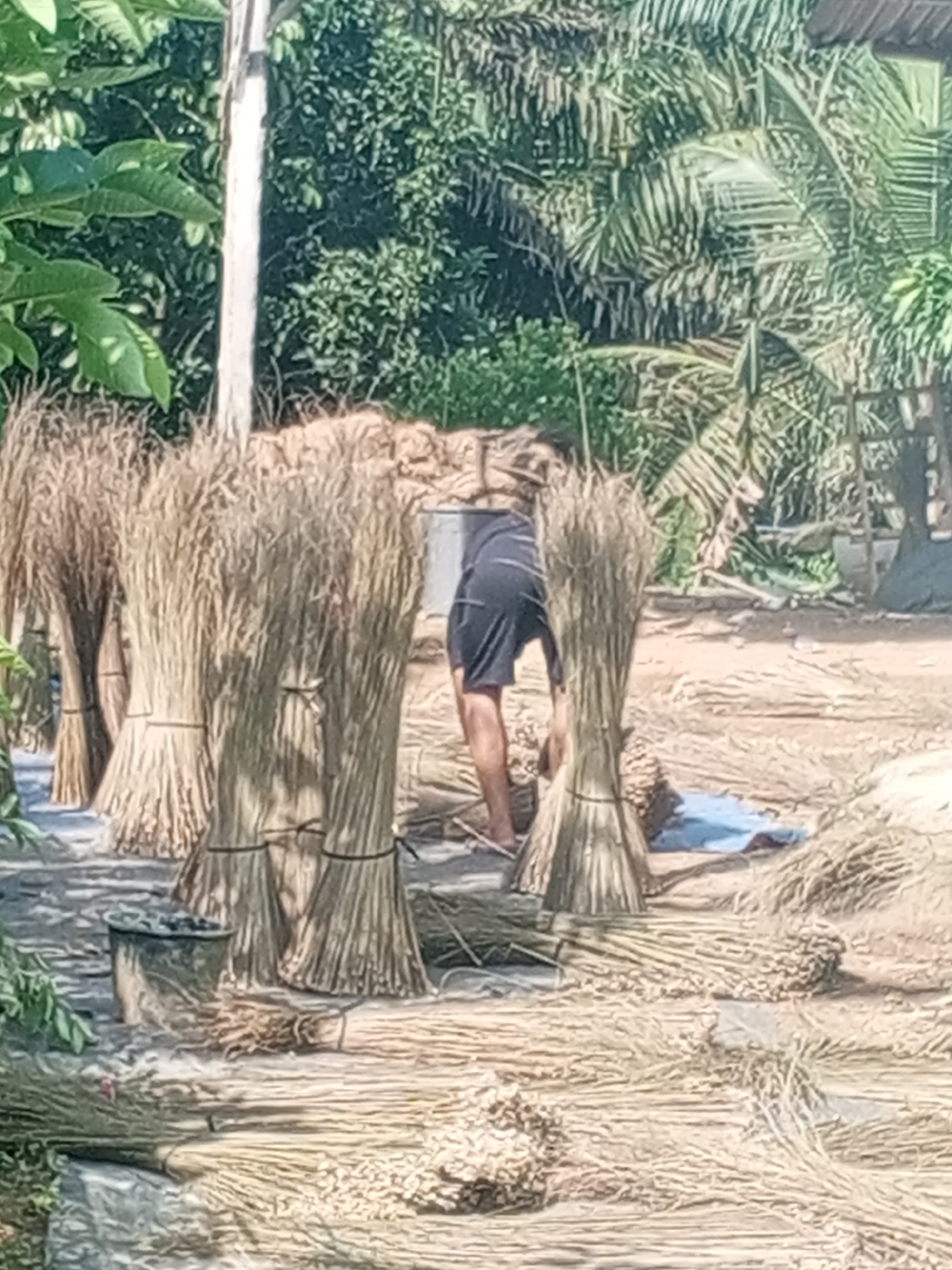 The image depicts an outdoor scene in Tanah Gara Hulu, Indonesia, with a person working amidst bundles of harvested reeds or straw. Lush green foliage, including palm fronds, frames the upper portion of the image, suggesting a tropical or subtropical environment. The ground is a mixture of dry earth and scattered bundles of straw, some of which are arranged upright in large bunches, tied with dark bands.
In the center of the image, a person wearing dark shorts and a dark top is partially visible, bent over and appearing to be handling the reeds. The person's legs and torso are the most prominent features. The lighting suggests it is daytime, with shadows indicating the sun's position.
To the left, a dark, cylindrical object, possibly a bucket or container, rests on the ground near some green leaves. Several large, upright bundles of reeds are clustered together, forming a rough semi-circle around the working area. More bundles of reeds are spread out on the ground, both in the foreground and background. The overall impression is of an agricultural or craft-related activity involving the processing of plant material in a rural or semi-rural setting. The image's resolution is moderate, with some softness in the details.