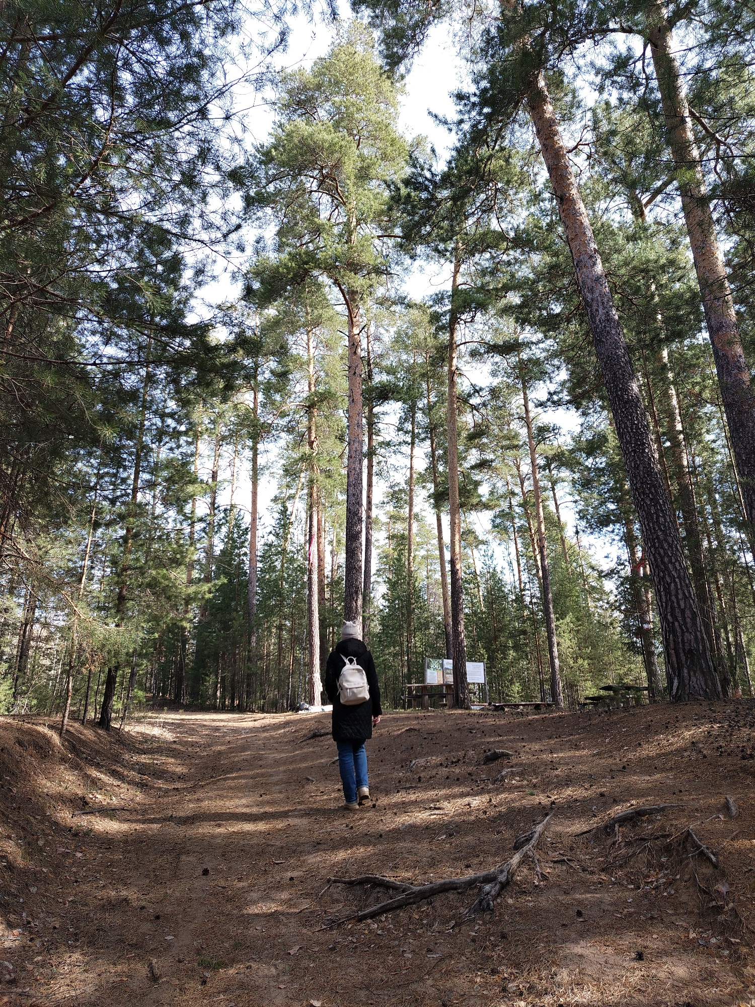 A person with a white backpack walks on a dirt path through a forest. The person wears a dark coat and blue jeans. Tall trees surround the path, reaching high into the sky. Pine needles cover the ground. Further down the path is a sign and a wooden table. The location is in or near the city of Noviy, Russia.