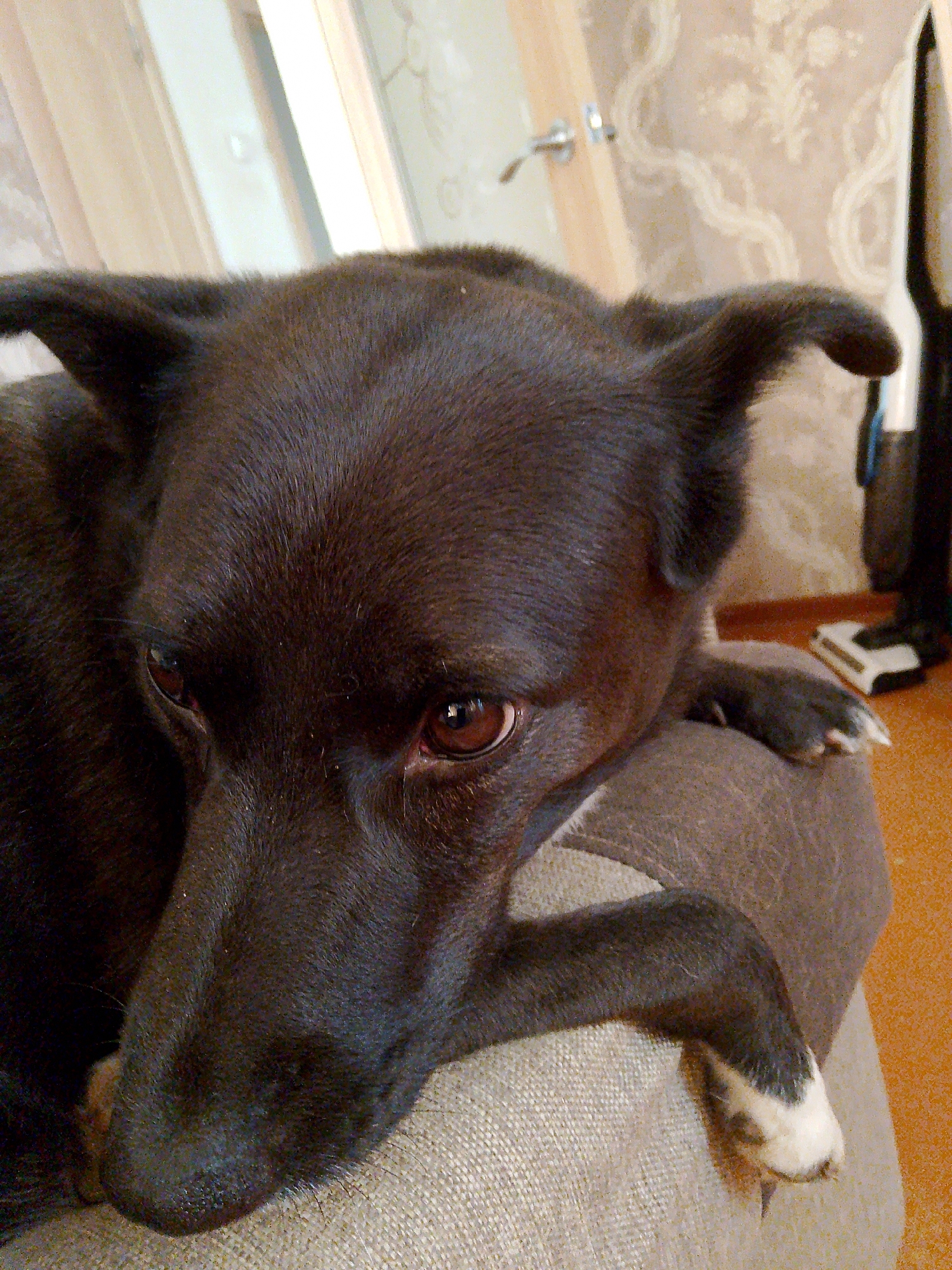 A close-up shot presents a dark-furred dog resting its head and front paws on a beige upholstered surface. The dog's fur is predominantly dark brown to black, with one front paw exhibiting white fur on the lower portion. Its eyes are a warm brown hue.
In the background, a partially visible doorway with a silver handle is present. The wall behind the dog is covered in patterned wallpaper. A dark object, potentially a vacuum cleaner, stands near the wall. The floor is a light orange-brown color.
The specific location (Фоки, Russia) is not visually verifiable from the image alone.