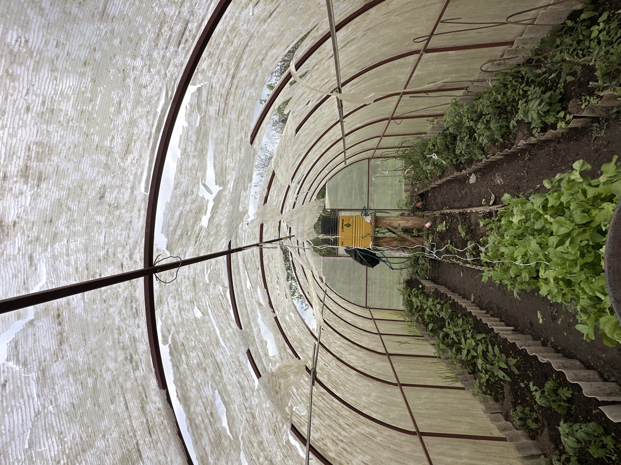 The image depicts the interior of a tunnel greenhouse, likely in Среднее Кечево, Russia. The structure is arched, with a frame of metal supports, possibly steel, running along its length. The covering is a translucent, tattered fabric, possibly polyethylene sheeting, allowing diffused light to filter through. Inside, plants are grown in raised beds on either side of a central aisle. The plants on the right appear to be a leafy green vegetable, potentially radishes or lettuce, while the plants on the left appear to be tomato plants. A yellow container and other gardening equipment are visible at the far end of the tunnel. The ground between the beds is bare earth.
