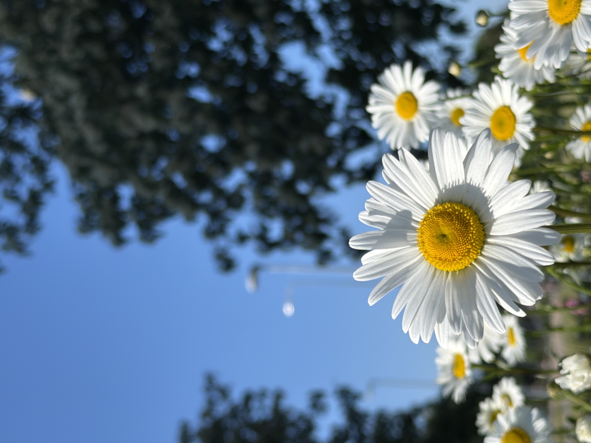 The image presents a low-angle, close-up perspective of a field of common daisies (Leucanthemum vulgare) under a clear, bright blue sky in Tallinn, Estonia. The most prominent daisy is in sharp focus in the lower-center of the frame, showcasing crisp white petals radiating from a vibrant yellow, textured central disc. Multiple other daisies, some fully bloomed and others partially visible or in bud, populate the mid-ground and lower sections of the image, appearing progressively more out of focus, indicating a shallow depth of field. Green foliage forms the base for the daisy field. In the upper background, dark green, deciduous tree canopies are visible on both the left and right sides, rendered out of focus. A tall, light-colored streetlamp with a discernible luminaire is visible against the blue sky in the middle-ground, slightly right of center. A small, bright, blurred circular reflection or light source is also present to the left of the streetlamp. No individuals, animals, or explicit actions are depicted. The scene captures an urban green space, such as a landscaped park, garden bed, or roadside verge, consistent with areas found throughout the city of Tallinn, blending natural elements with visible public infrastructure.