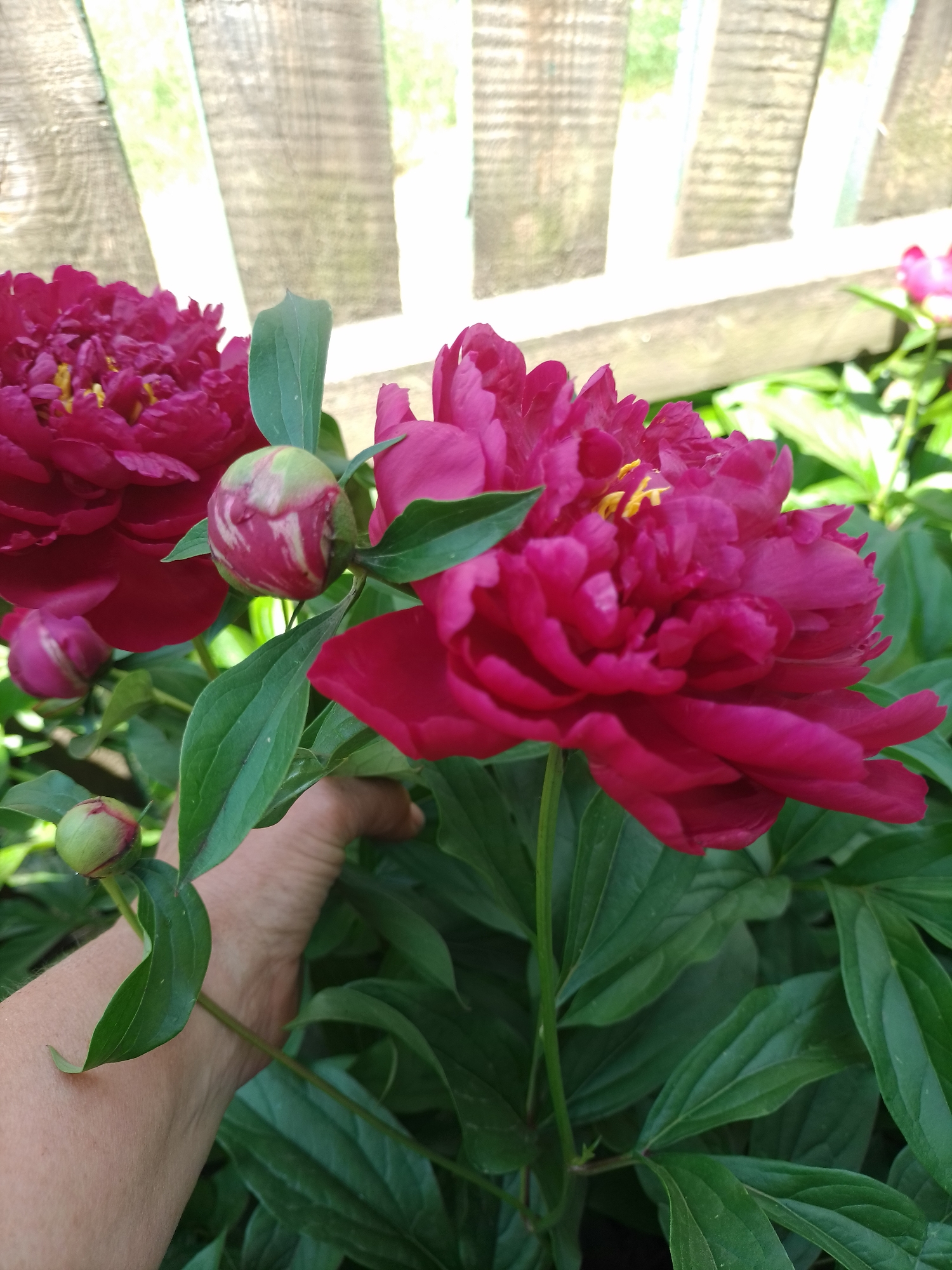 This image captures a close-up view of blooming peony flowers and buds in a garden located in Ustyvytsia, Ukraine. The foreground features three large, fully open, deep red to magenta peony blossoms, each with visible yellow stamens. Surrounding these flowers are three peony buds in varying stages of development: one prominent, variegated bud with pink and green stripes, a smaller bud partially obscured, and another small green bud near the bottom left. The plants display numerous green leaves and stems. A light-skinned human hand is partially visible on the lower left side, positioned among the foliage, appearing to support a stem or interact with the plants. In the background, a light-colored wooden fence, composed of horizontal planks with gaps, is visible. Through these gaps, blurred green foliage or bright light can be discerned, indicating an outdoor environment under natural illumination.