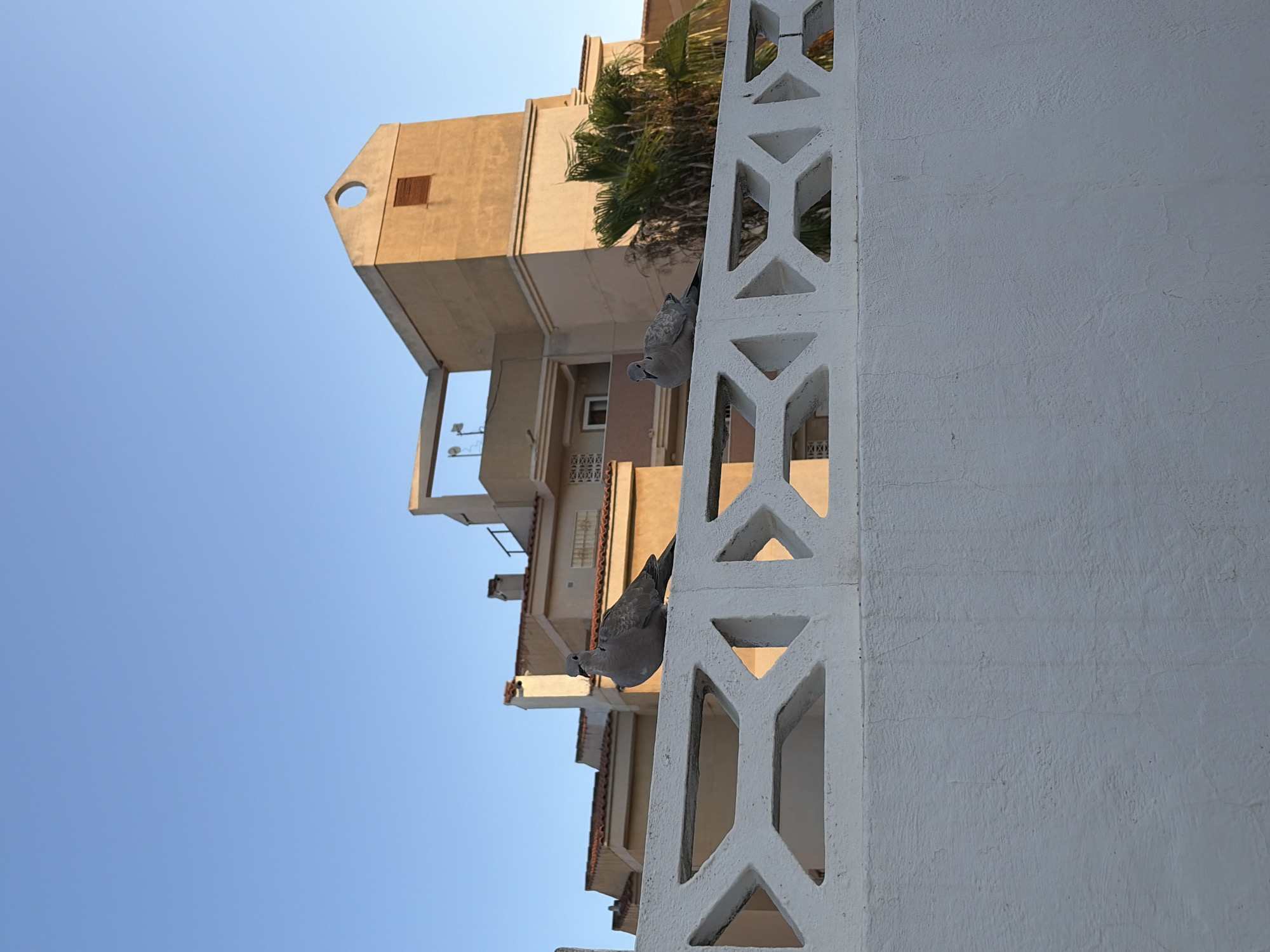 Two Eurasian collared doves are perched on a decorative white concrete fence. In the background, a building with a stepped roofline and a circular window is visible, along with palm trees. The sky is clear and blue. This scene is likely in the city of Torrevieja, Spain, given the architectural style and vegetation.