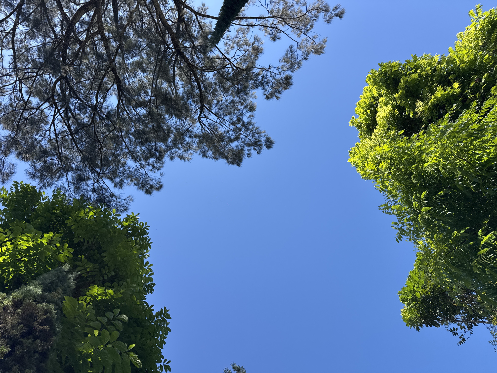 The image shows a clear blue sky with the tops of several trees. In the upper left corner, there is a dense cluster of dark green leaves. To the right of that, a pine tree with thin, dark needles branches out across the sky. In the bottom right and bottom center, bright green foliage from another tree catches the sunlight. The image is taken from a low angle, looking up towards the sky, and it appears to be a sunny day. The location is identified as Baturiti, Indonesia.