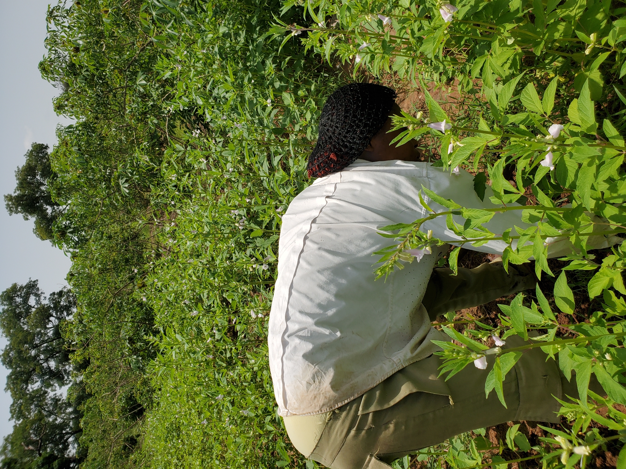 A person is tending to plants in a field near Mararaba, Nigeria. The person, wearing a white jacket and khaki pants, is bent over, seemingly working with the plants. The plants have green leaves and small white flowers. The environment is green with trees visible in the background. The ground is brown earth.