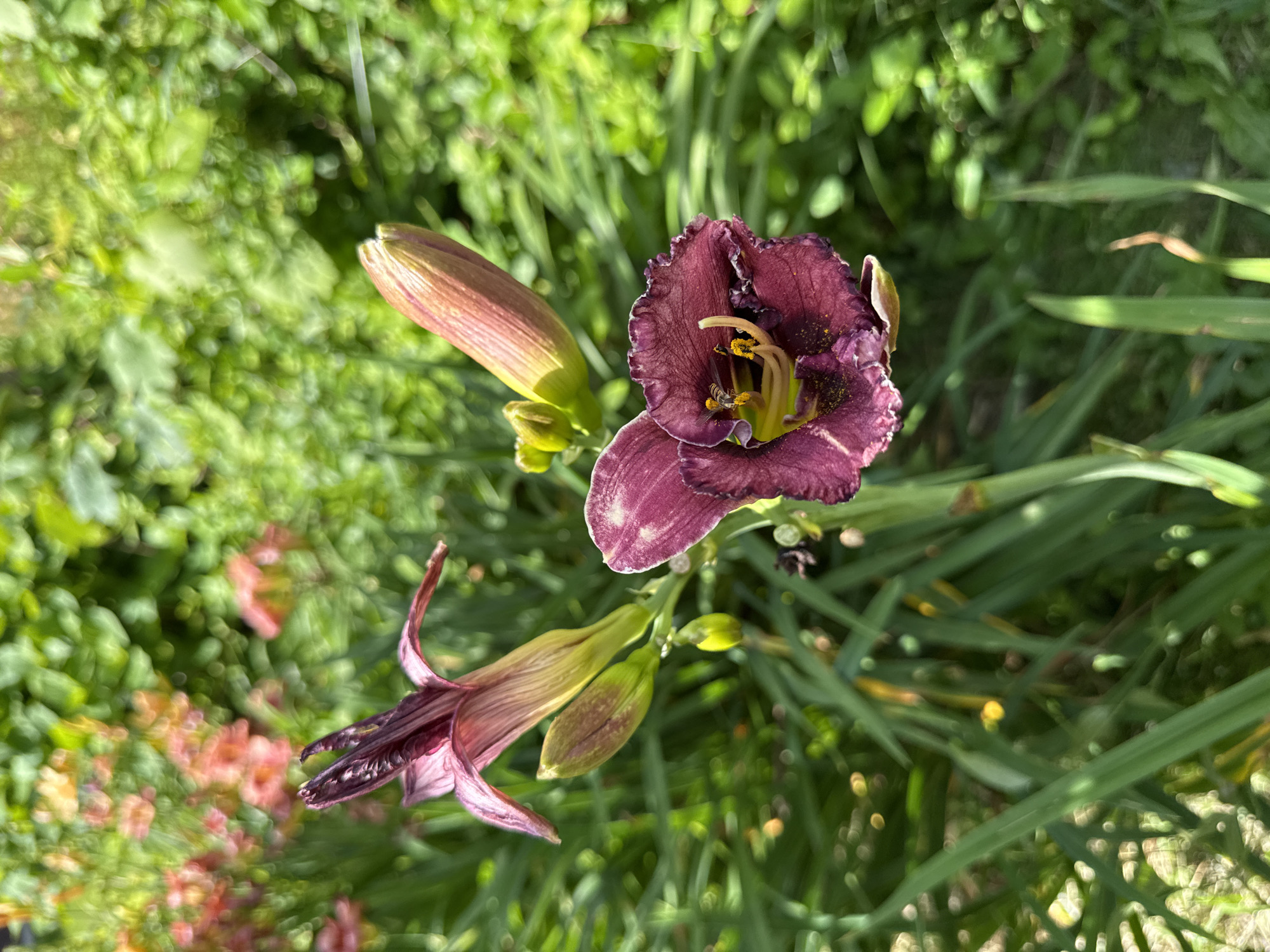 A close-up, vertical shot captures a cluster of dark purple daylilies in a garden setting. One fully bloomed flower dominates the foreground, its ruffled petals revealing yellow stamens speckled with pollen. A small bee is visible on one of the stamens. To the left, another daylily is partially open, its petals a lighter shade of purple and pink, with a tightly closed bud below it. A larger, pink-toned bud is situated to the right of the fully opened flower, suggesting more blooms to come. The background is a blur of lush green foliage and out-of-focus pink flowers, creating a soft bokeh effect. The overall impression is one of vibrant, natural beauty. The scene is likely located in a residential garden or park in Mahilyow, Belarus, where daylilies are commonly cultivated.