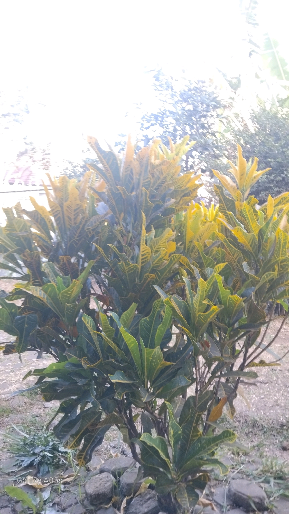 A medium shot captures a vibrant croton plant, its leaves a striking blend of deep green and golden yellow, set against a backdrop of blurred foliage and a bright, overcast sky. The plant, with its many stems and broad, pointed leaves, occupies the majority of the frame, appearing healthy and well-established. The ground beneath the plant is a mix of dry soil and scattered rocks, with a few blades of grass peeking through. In the upper left corner, the faint outline of a structure, possibly a building with a red roof, is visible through the bright light, suggesting an outdoor urban or suburban setting. The scene is illuminated by natural light, creating a slightly washed-out effect in the sky. The overall impression is one of a lush, tropical plant thriving in an Indonesian environment. The timestamp "Galaxy A05s" is visible in the bottom left corner, indicating the device used for capture. Given the commonality of croton plants in tropical and subtropical regions, and their widespread cultivation in Indonesia, this image is likely captured in Sumedang, Indonesia, or a similar location within the country.