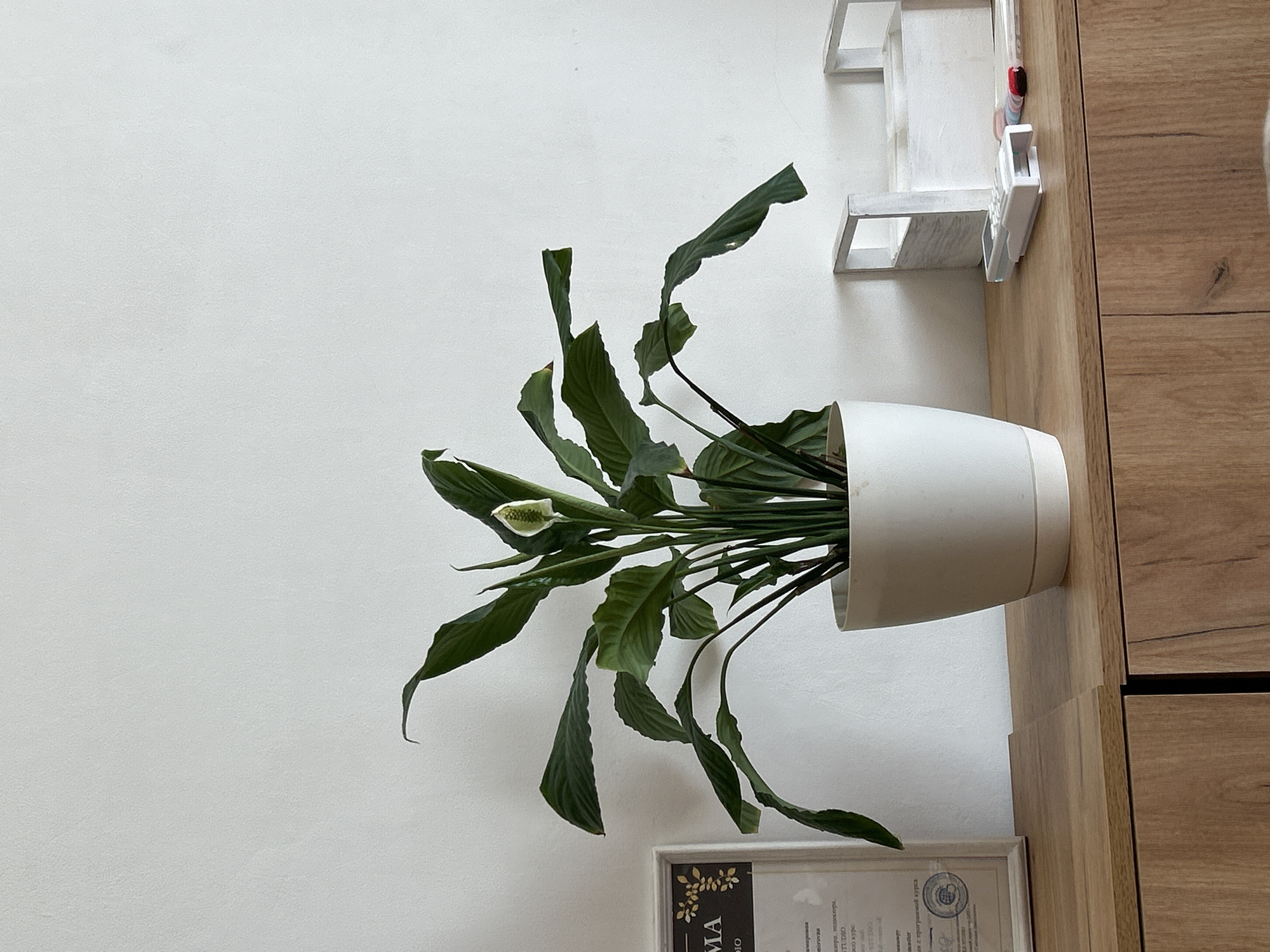 Here is a forensic description of the image:
The image shows a potted peace lily plant placed on a light brown, wood-grain surface, likely a shelf or cabinet. The pot is white and round. The plant has dark green leaves and a single white flower. Behind the plant and to the left is a blank, light grey wall. To the right of the plant, the wood-grain surface continues, with a vertical section of the same material that appears to be part of the cabinet or shelf unit. There is a small white shelf unit mounted on the wall above the plant. Below the plant and partially obscured, is a framed document with some visible text. The visible text is in Russian and includes the letters "MA" and "TUDIO". The photo appears to have been taken with the camera held sideways, as the scene is oriented vertically when it would likely be horizontal in reality. No people are visible in the image.
It is not possible to precisely determine the location as being in Chaikovsky, Russia, based solely on the visual information available in the image.