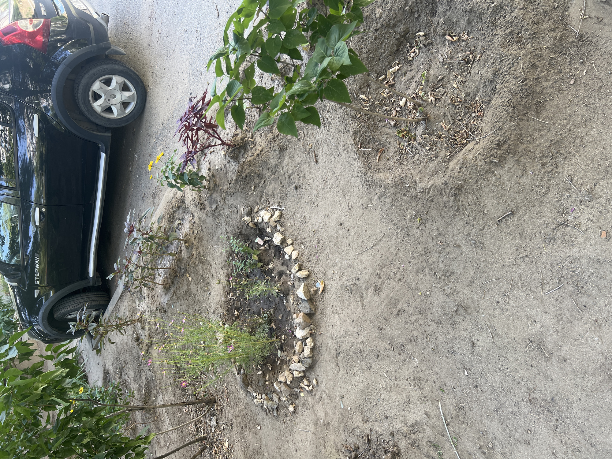 The image depicts an outdoor scene adjacent to a black Dacia Sandero Stepway car parked on asphalt. The car is positioned on the right side of the frame, with its front tire visible and partially obscuring a concrete curb. The ground in front of the car is uneven, consisting of dirt and some dry leaves.
To the left of the car, a small garden bed is visible. It is bordered by a ring of light-colored stones and contains a few plants. One plant, centrally located in the bed, is tall and slender with small pink and yellow flowers. To its right are some smaller, leafy plants. Behind these plants and further to the left, a larger bush with dark green leaves is present, casting shadows on the ground.
Further to the left, the foliage of a mature tree or large shrub is visible, with its leaves extending into the upper left corner of the frame. The ground in this area is also dirt, with scattered dry leaves and some sparse green vegetation.
The scene appears to be in a residential area, possibly a courtyard or street, within Volgograd, Russia. The overall lighting suggests it is daytime, with the sun casting distinct shadows. There are no people or animals visible in the image.