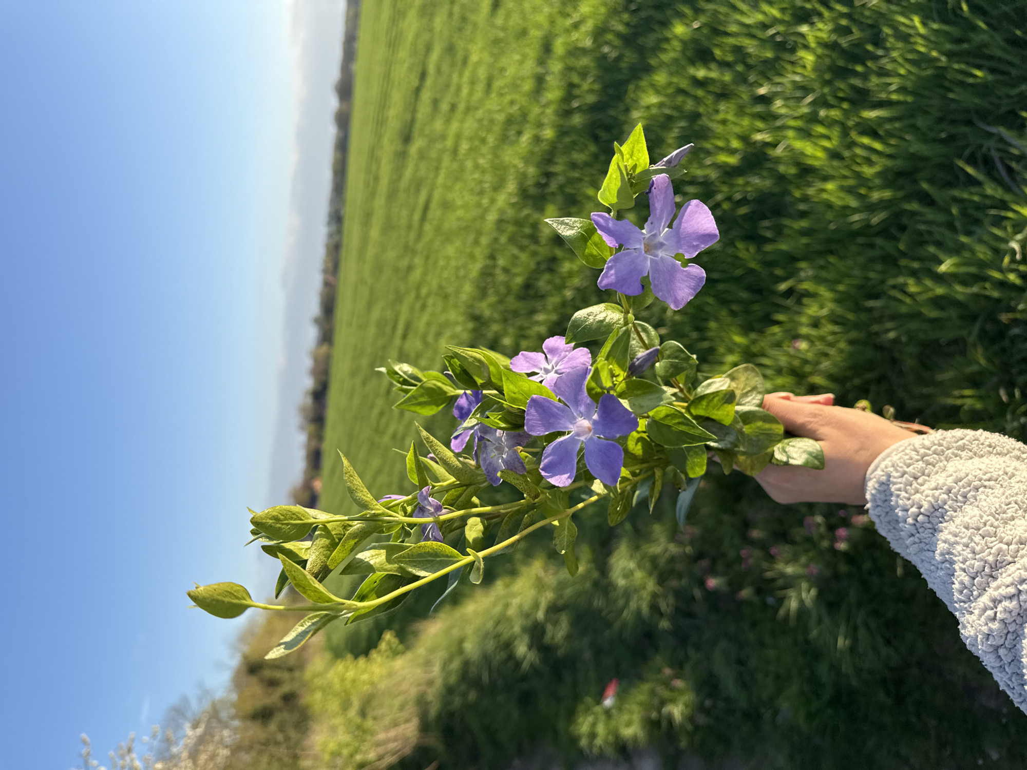 The image presents a close-up view of a hand holding a sprig of periwinkle flowers (Vinca minor) against a backdrop of a green field and a blue sky. The periwinkle flowers are a light purple color, and the leaves are a bright green. The hand holding the flowers is wearing a fuzzy, white sweater. The field in the background is lush and green, stretching towards a distant line of trees under the blue sky. The location, Great Yarmouth, United Kingdom, cannot be determined from visual information alone.