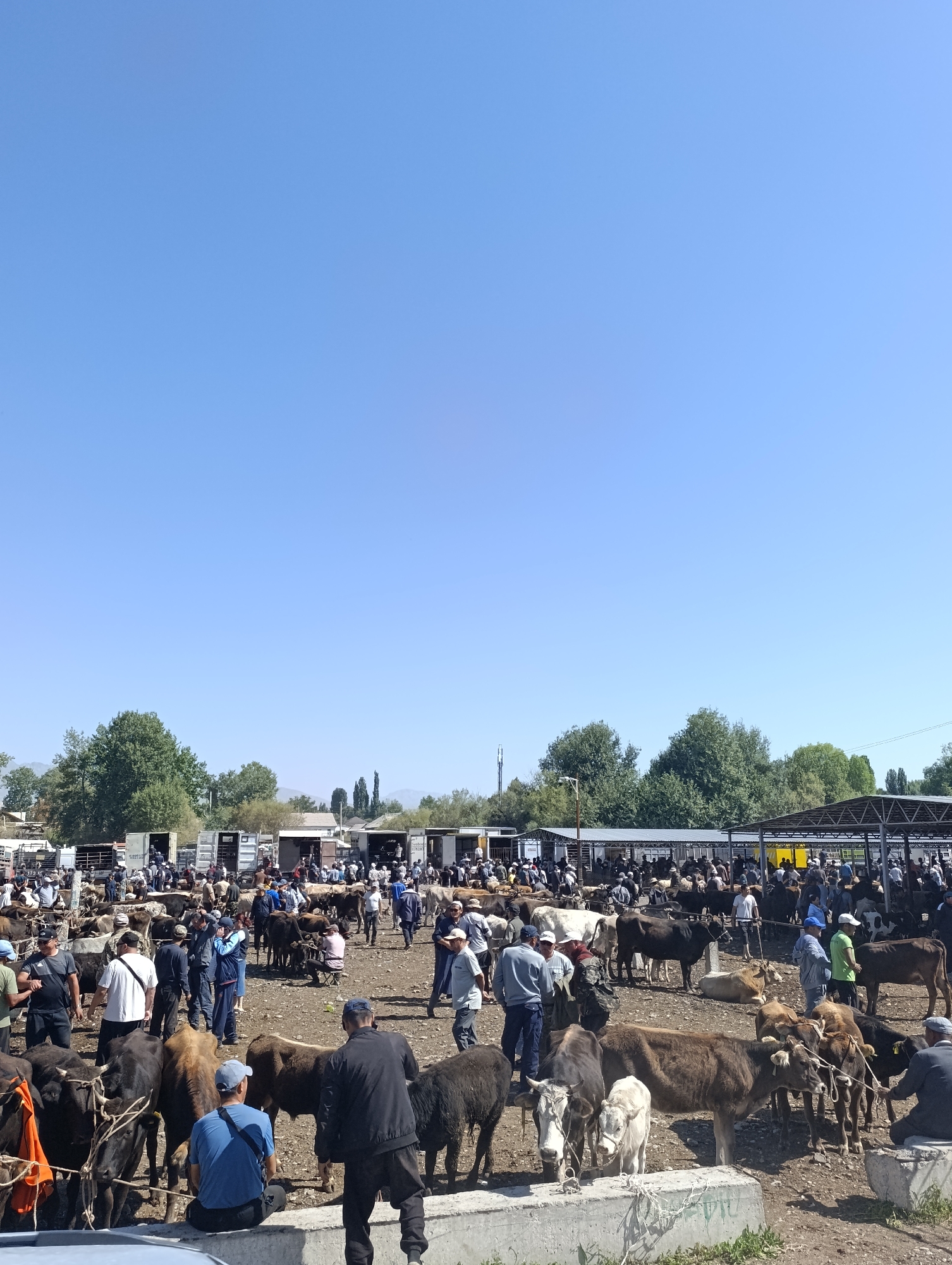 This image depicts a bustling livestock market in the city of At-Bashy, Kyrgyzstan. The scene is filled with people and a variety of farm animals, primarily cows and bulls. The market appears to be outdoors, with stalls and temporary structures set up to accommodate the animals and vendors.
In the foreground, several men are visible interacting with the animals. Some are standing, while others are seated on concrete barriers. The animals are tethered and appear to be for sale. The ground is dusty, indicating a dry, arid environment.
In the midground and background, the market extends further, with more people and animals. There are numerous enclosures and pens, as well as some larger, covered structures that may serve as auction areas or more permanent stalls. People are seen walking around, inspecting the animals, and engaging in transactions. The overall atmosphere suggests a busy and active marketplace.
The background shows a line of trees, and beyond that, a slightly hazy view of distant hills or mountains, characteristic of the mountainous landscape of Kyrgyzstan. The sky is clear and blue, indicating a sunny day. The presence of various vehicles, including trucks and what appear to be shipping containers, suggests that the market serves as a hub for livestock trade, possibly for local consumption or for transport to other locations. The overall scene captures the essence of a traditional agricultural market in a rural or semi-rural setting.