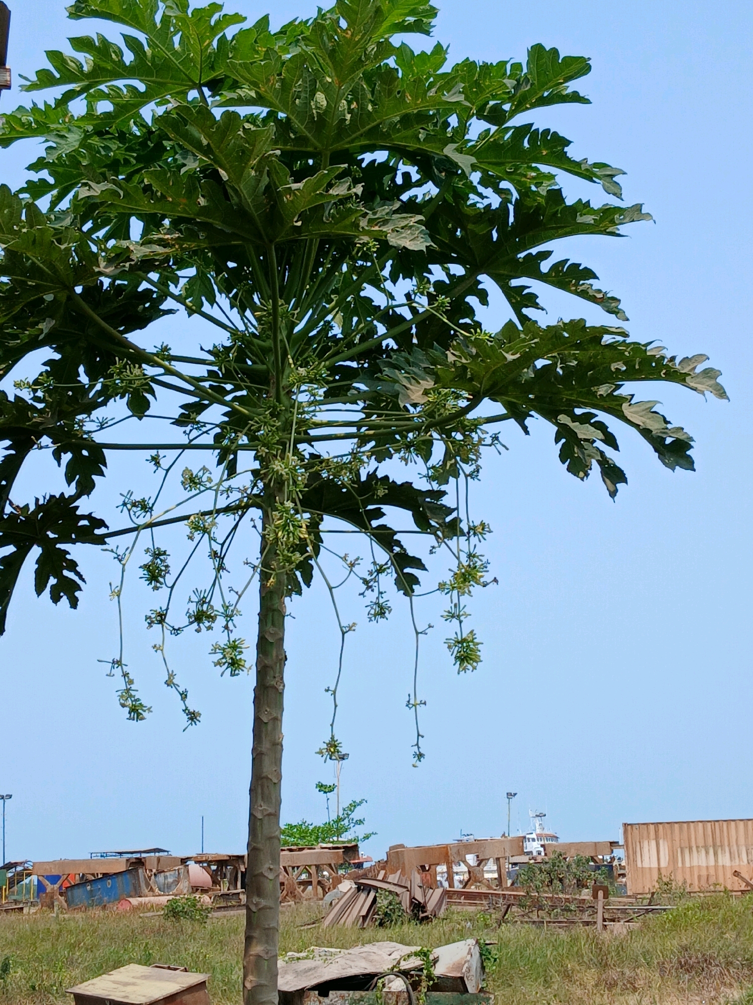 The image shows a papaya tree with green leaves and developing flowers against a clear blue sky. In the background, there is a grassy field with various pieces of industrial scrap metal, including what appear to be shipping containers and structural steel. A ship can be seen in the distance. The overall scene suggests an outdoor, possibly industrial or port area. The location is identified as Pangkalpinang, Indonesia.