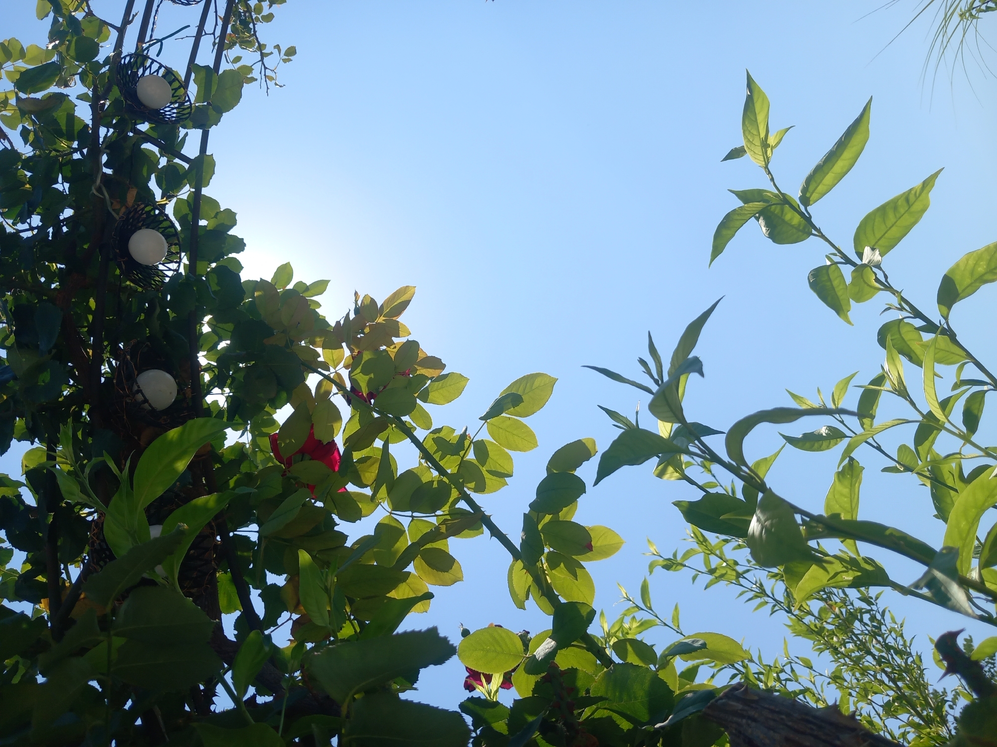 The image depicts a low-angle view of lush green foliage against a clear blue sky. The foreground is dominated by branches and leaves of various plants, some of which appear to be rose bushes given the presence of thorns and a hint of red from a possible flower. In the upper part of the image, a string of decorative lights with white bulbs encased in black metal cages is visible, suspended from a branch. The sun is shining brightly, creating a lens flare effect and casting a warm light on the leaves. The scene appears to be an outdoor setting, possibly a garden or a park, with the clear sky suggesting pleasant weather. The location is identified as Άγιος Νεκτάριος, Greece. There are no people or animals present in the image.