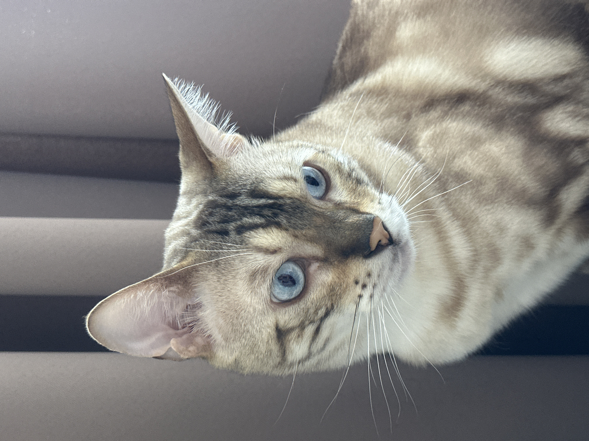 A close-up, portrait-style photograph shows the head and upper body of a Bengal cat with striking blue eyes. The cat has light tan fur with dark brown markings and long white whiskers. Its ears are pointed, with the right ear slightly forward and the left ear angled back. The background is a soft, blurry texture of brown fabric, possibly curtains. The image appears to have been taken indoors. There is no information available to determine the location in the city of Energetik, Russia.