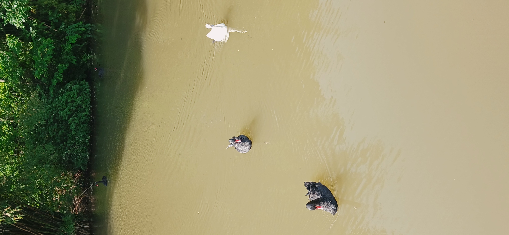 An overhead shot captures a serene scene of three swans swimming in a body of water, likely a river or large pond, within the Chongqing High-tech Zone, China. The water, a murky tan-green color, fills most of the frame, with a verdant bank of lush green trees and foliage lining the left side.
At the upper left, a single white swan gracefully glides across the water, its form reflected subtly on the surface. Further down and to the right, two black swans are visible. One black swan is positioned towards the center-right, appearing to look ahead or to its side, while the other, slightly further down, seems to be resting or preening, with its head lowered. Both black swans feature distinctive red beaks. Subtle ripples emanate from the swans, indicating their movement.
The image is captured in natural daylight, suggesting a clear and sunny day. The high-angle perspective offers a comprehensive view of the swans and their immediate aquatic environment. There is no visible text in the media file.
