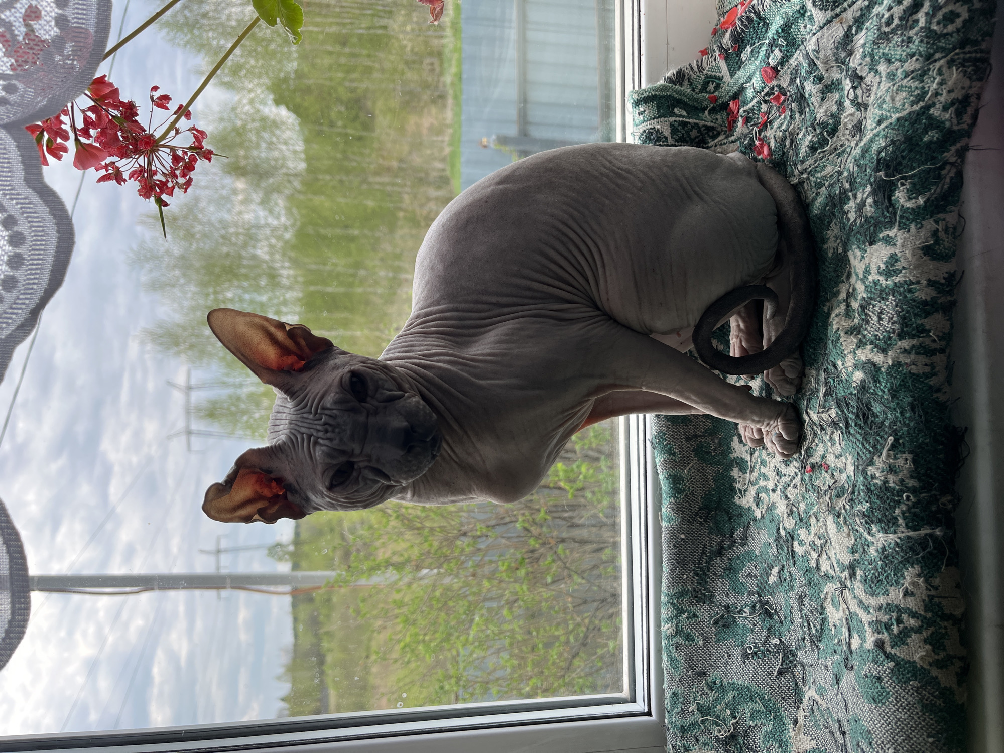 A hairless, gray-skinned Sphynx cat with amber eyes, wrinkles on its forehead, and large ears is perched on a windowsill, looking directly at the camera. The cat is positioned to the right of a windowpane, lying on a green, white, and black woven textile with loose threads and a frayed appearance. The cat's tail is curled around its body, and its paws are visible on the textile.
Outside the window, the background depicts a landscape with green trees and a gray sky. A visible power line extends horizontally across the scene. A hint of a red flowering plant is visible at the top left of the window frame, behind a white lace curtain.
There is no information present in the image to indicate the location is Nizhny Tagil, Russia.