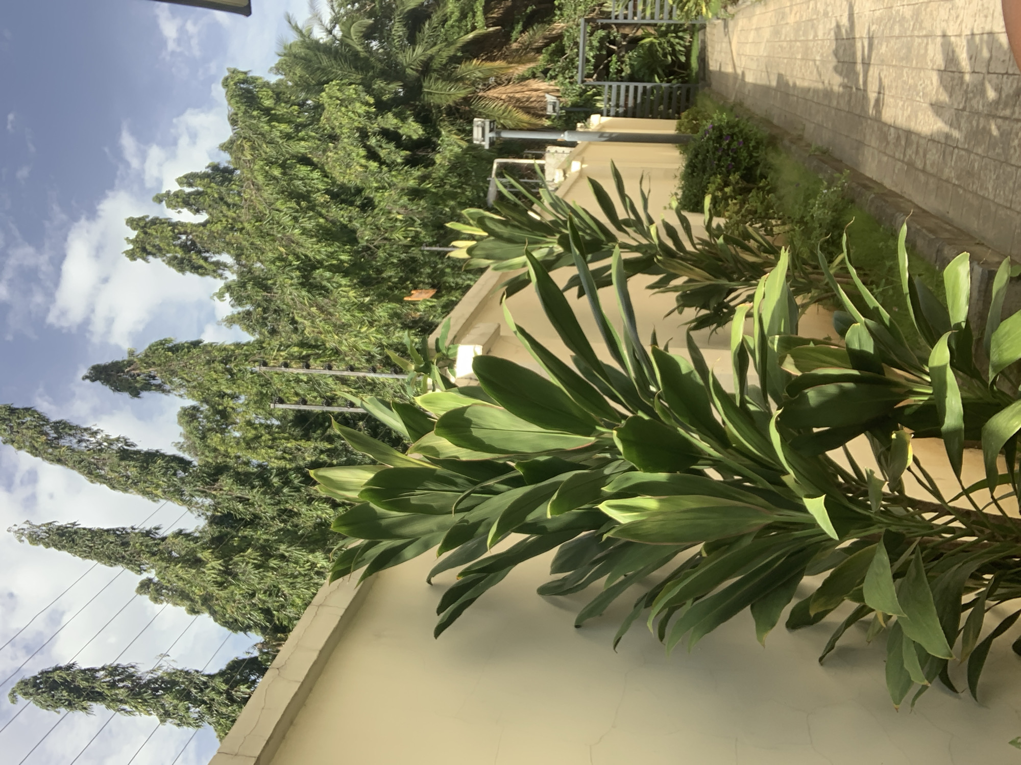 The image depicts a sunlit outdoor scene with a paved walkway leading past a beige wall and lush greenery. In the foreground, large-leafed green plants stand against the wall. Beyond them, a pathway made of beige interlocking pavers extends into the distance, bordered by a low stone curb. Alongside the pathway, a garden bed features various plants, including shrubs and smaller flowers. Further back, a metal gate is visible, suggesting an entrance or exit. Tall, slender trees with dense foliage form a backdrop behind the wall and gate, and overhead power lines are strung between poles. A palm tree is also discernible among the taller trees. The sky is partly cloudy, with patches of blue and white clouds. The overall impression is of a well-maintained residential or public space in a tropical or subtropical climate. This scene is consistent with a location within the city of Abuja, Nigeria, given the vegetation and architectural style commonly found in such areas. There are no people visible in the image.