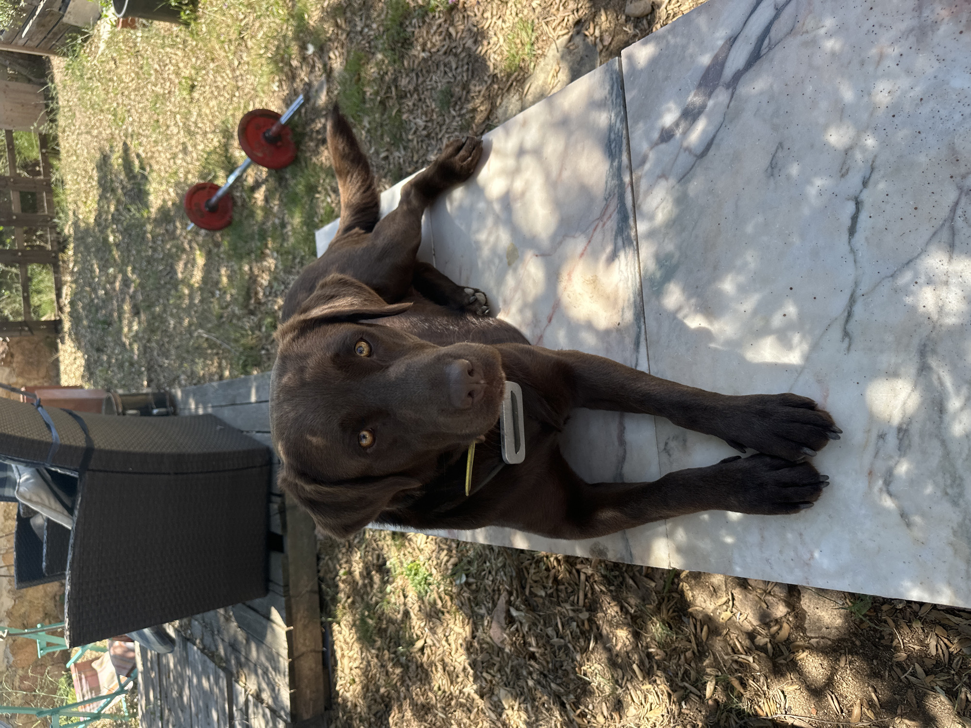 A chocolate Labrador retriever lies on a marble surface outdoors. The dog is facing the camera with its head slightly tilted. It has a yellow collar with a silver tag. Behind the dog, a wooden deck is visible, supporting a dark woven chair. Further in the background, a metal barbell with red weights rests on a grassy area. The scene appears to be a backyard or garden area. The presence of the chair and deck suggests a residential outdoor space, possibly a patio. The barbell indicates a potential exercise area. The lighting suggests it is daytime, with shadows from nearby trees. The environment is natural, with grass, dirt, and dried leaves on the ground. The overall impression is a relaxed outdoor setting with a dog as the primary subject. The location is identified as Sant Feliu de Guíxols, Spain, suggesting a Mediterranean climate given the outdoor setting and vegetation.
