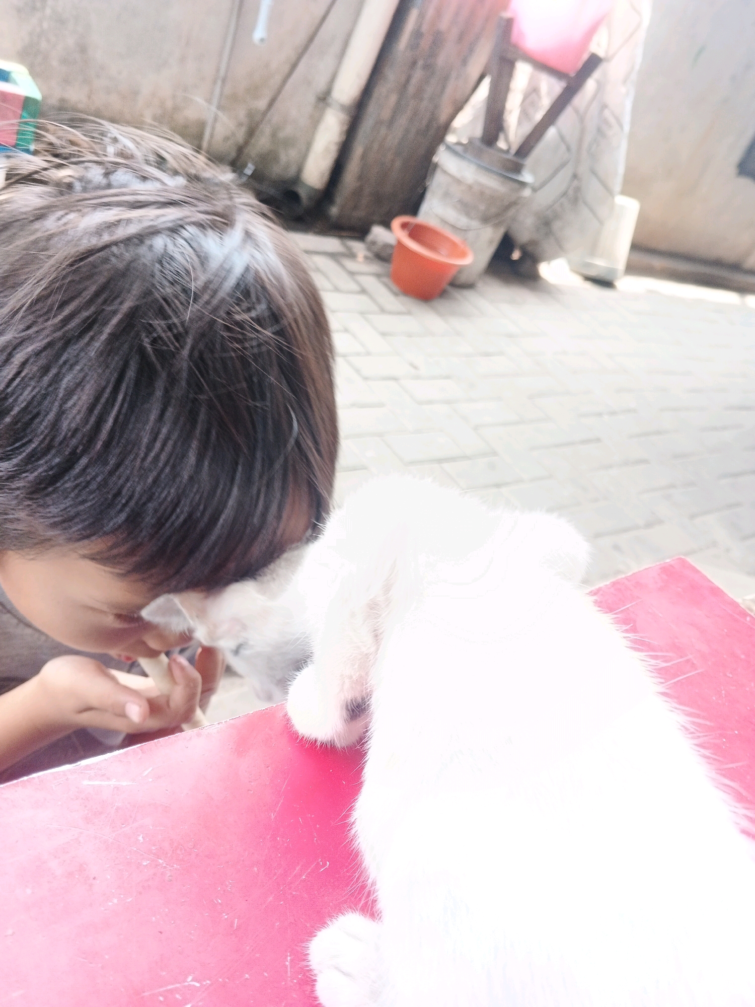 A child is shown from behind, their head bent down, interacting with a white kitten on a red surface. The kitten's fur is soft and fluffy, and its paws are visible. The child's dark hair is messy, and their hands are gently touching the kitten. In the background, a paved area is visible with a concrete wall, buckets, and a small orange container. The scene appears to be an outdoor setting, possibly a yard or alleyway, in Kadu, Indonesia.