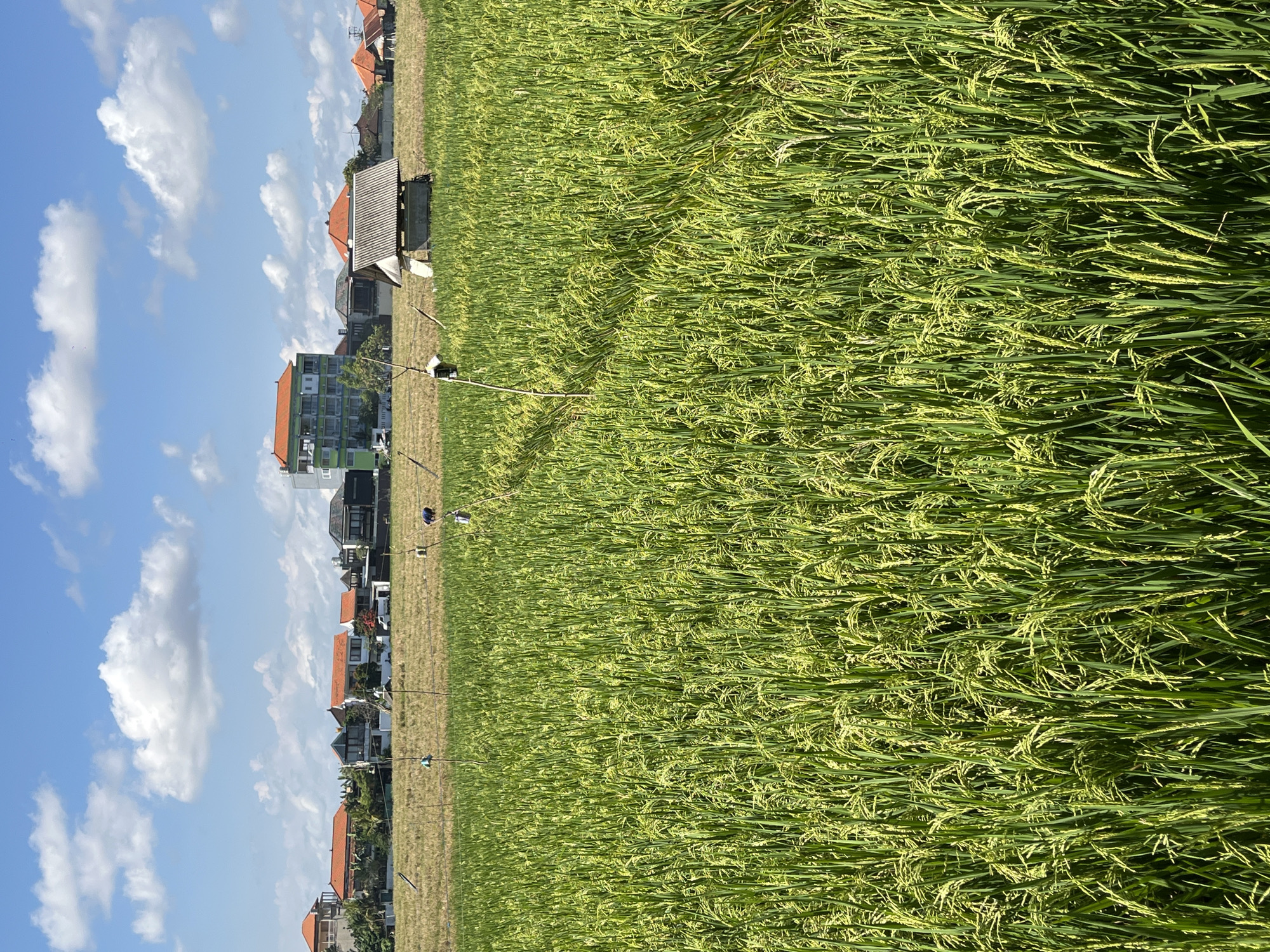 A wide-angle landscape shot captures a vibrant green rice paddy field under a bright blue sky with scattered white clouds. The image, oriented horizontally as intended, shows the extensive rice field filling the foreground and mid-ground, with a clear line of residential and commercial buildings along the horizon.
The rice plants are a lush, healthy green, many showing nascent yellow-green grains, indicating a maturing crop. The texture of the field is rich with individual rice stalks visible, creating a dense pattern. Several slender poles, possibly fitted with devices to deter birds, are sparsely distributed across the paddy field. In the distance, a small, open-sided structure with a shaded roof is visible within the field, possibly for resting or observation.
The line of buildings in the background features a variety of architectural styles, including smaller structures with traditional reddish-brown tiled roofs and a more modern, multi-story building with green accents. The buildings suggest an encroaching or adjacent urban/suburban development bordering the agricultural land.
The scene depicts a sunny day, likely mid-morning to early afternoon, given the bright illumination and clear skies. There is no visible human activity in the field itself, but the presence of crops and deterrents implies ongoing agricultural work. The location, North Kuta, Indonesia, is strongly cued by the characteristic rice paddies and tropical architecture, showcasing a blend of traditional farming and modern development. No discernible text is visible in the image.