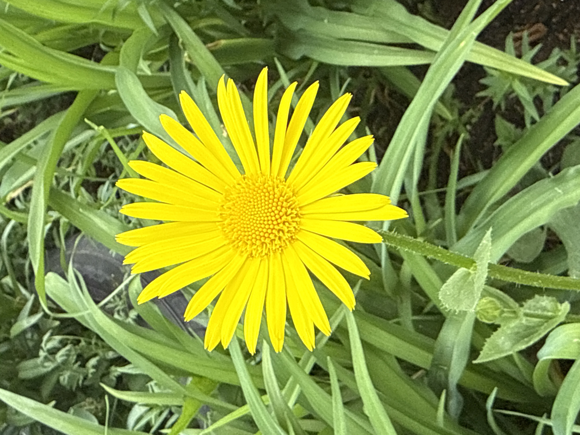 The image shows a bright yellow flower, possibly a type of daisy or sunflower, in full bloom. The flower has numerous slender petals surrounding a dense, textured central disc. It is surrounded by green, grass-like foliage. The location in the city of Chaikovsky, Russia, is not determinable from the image, and no people, specific objects, actions, or interactions are visible. The environment appears to be a garden or natural area.