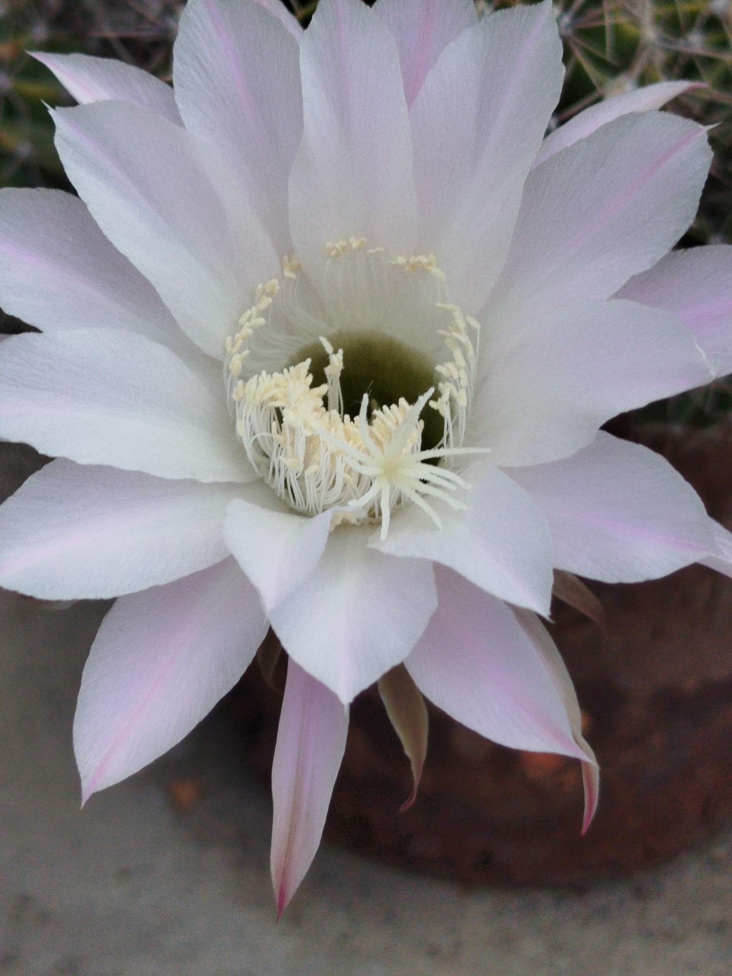 A close-up, eye-level shot of a white and pale pink cactus flower is presented, filling the frame. The flower's petals are delicate and translucent, with subtle pink veins visible on some. The center of the bloom reveals a cluster of creamy yellow stamens. The background is softly blurred, showing hints of green cactus needles and a dark, textured surface, likely a pot or the ground. The lighting is soft and natural, highlighting the intricate details of the flower. The scene suggests a garden or natural setting in Кызыл-Булак, Kyrgyzstan.