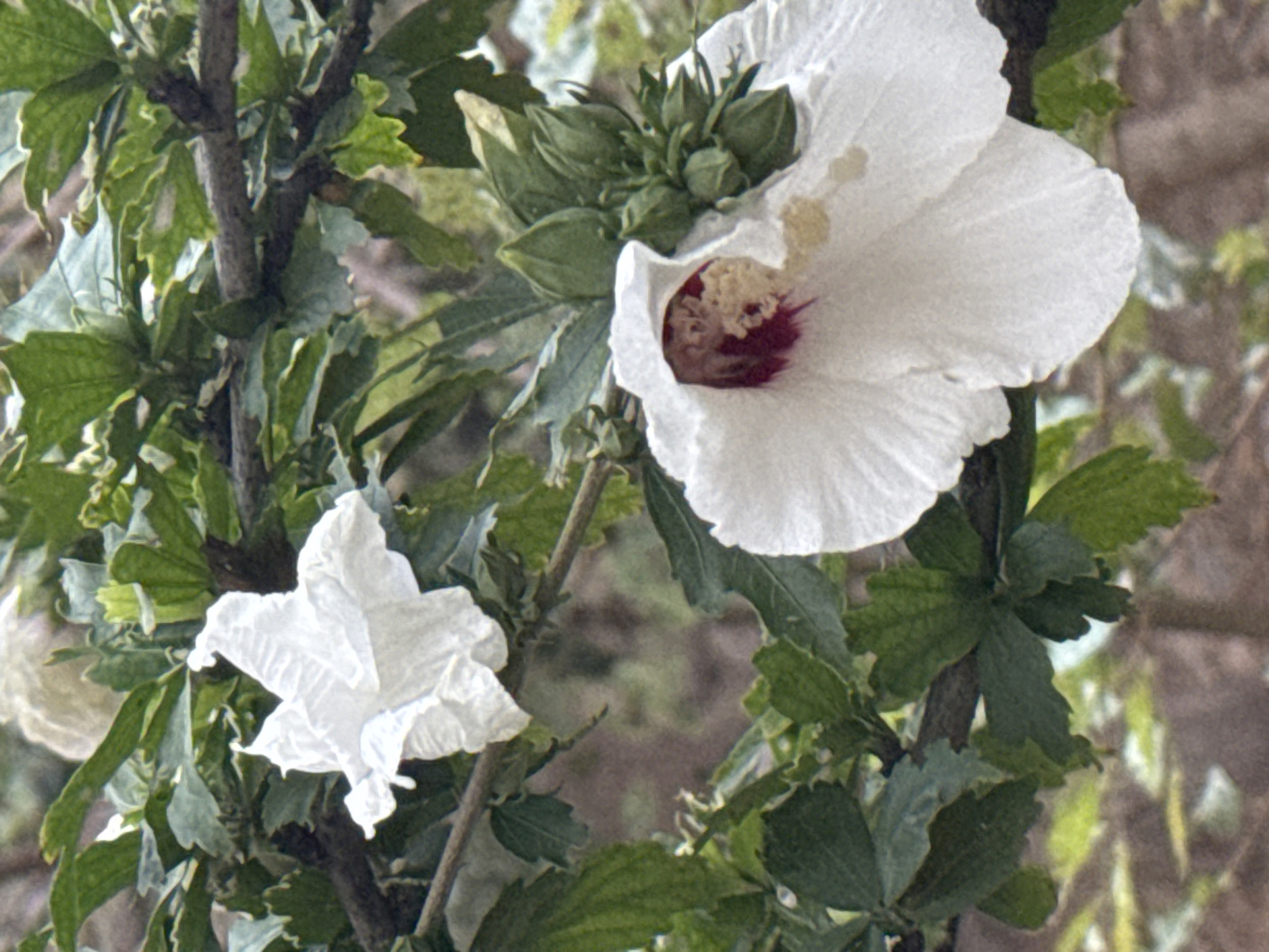 This is a close-up, vertical, outdoor photograph of two white hibiscus flowers on a branch, with green leaves and buds. The flowers are in focus and appear to be in a garden or natural setting. The background is blurred, suggesting a shallow depth of field. There are no people, animals, or man-made structures visible. The image does not provide any specific information about its location in Baku, Azerbaijan, or any other specific geographical area.