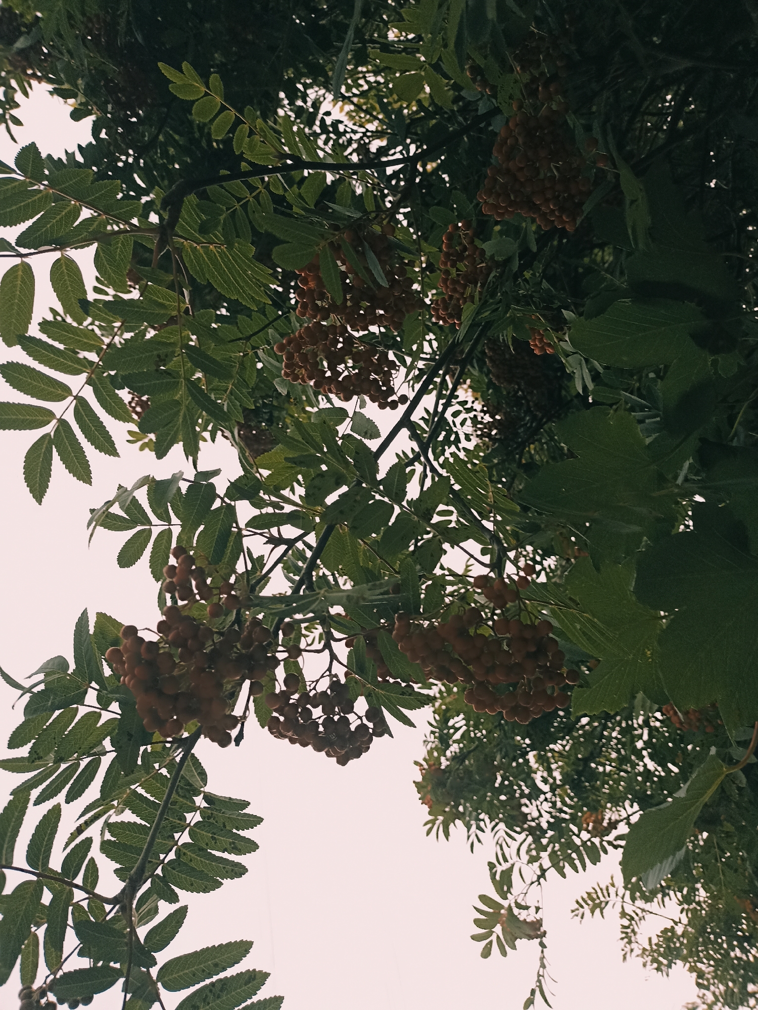An upward shot captures branches laden with clusters of small, reddish-brown berries, possibly rowan berries, set against a light, overcast sky. The branches are covered in compound leaves, serrated and pointed, typical of the rowan tree. The foliage is dense, with some leaves in sharp focus and others blurred due to the shallow depth of field. The berries appear ripe and are clustered in drooping bunches, some partially obscured by leaves. The image has a muted color palette, with the greens of the leaves and the reds of the berries appearing somewhat desaturated, suggesting a possibly vintage or filtered effect. The scene is likely outdoors, given the natural subject matter and the sky. Without further context, it is impossible to place this specific image within Annagry, Ireland, or to identify any people or actions. The image solely depicts a detail of nature.