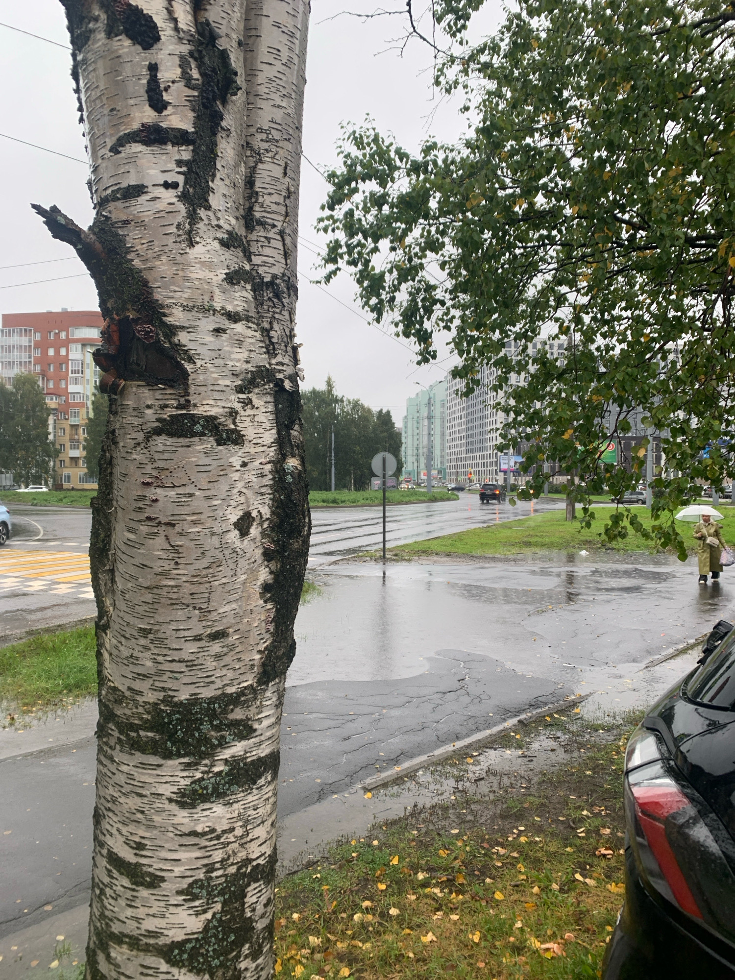 An overcast day in Arkhangelsk, Russia. A large birch tree trunk dominates the foreground on the left. In the mid-ground, a wet asphalt road curves to the left, with yellow and white pedestrian crossing markings visible. A person holding a white umbrella walks on the right side of the road. Several modern, multi-story buildings line the road in the background. Green trees with some yellowing leaves are scattered throughout the scene, and fallen yellow leaves are on the grass and road. The ground is wet, indicating recent rain. A black car is parked on the right edge of the frame, with its taillight visible.