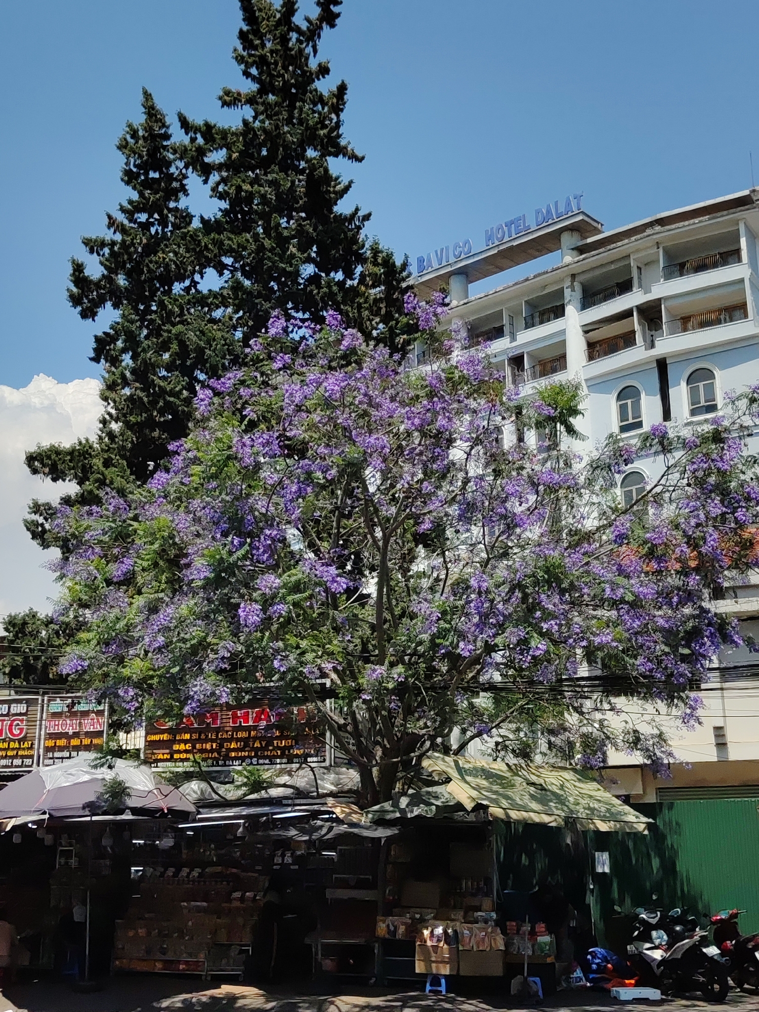 The image shows a street scene in Da Lat, Vietnam, in front of the Bavico Hotel Dalat. A tall evergreen tree is behind a tree with purple flowers. A row of market stalls with awnings and vendors selling various goods is visible in the foreground. Signs in Vietnamese hang over the stalls, advertising fresh strawberries. Several parked motorbikes are near a green wall. The sky is blue with some clouds.