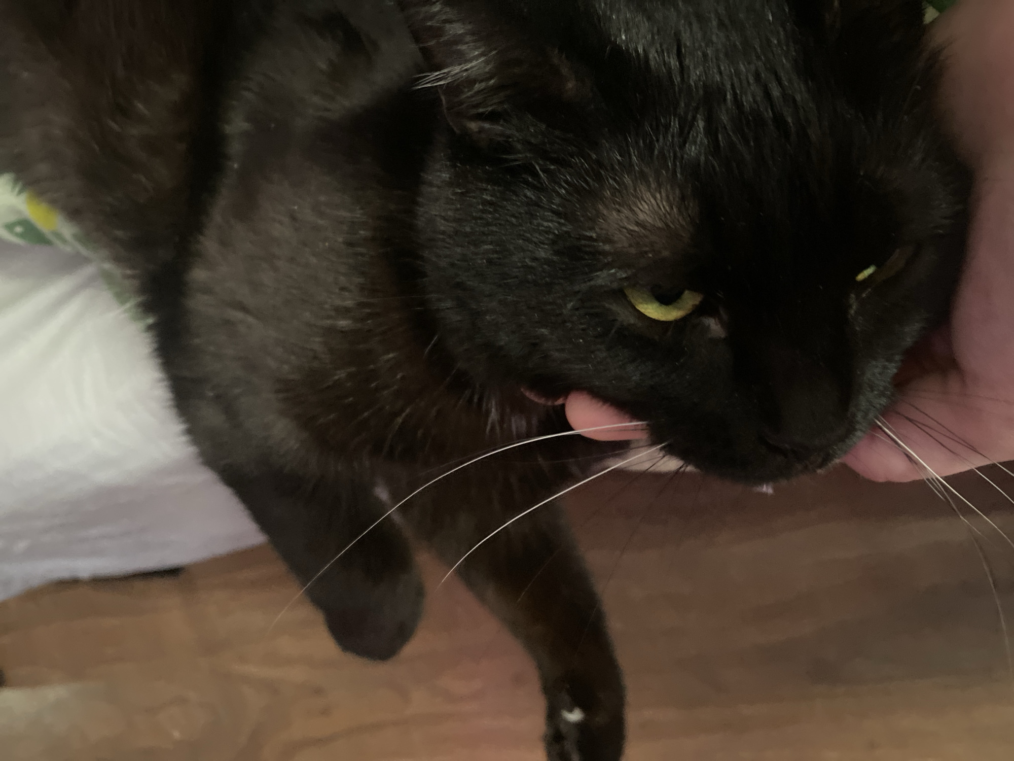 A black cat with yellow-green eyes is being held in a person's hand. The cat has long white whiskers. The background includes a wooden surface and a white object with green and yellow patterns. The location of the image is not identifiable.