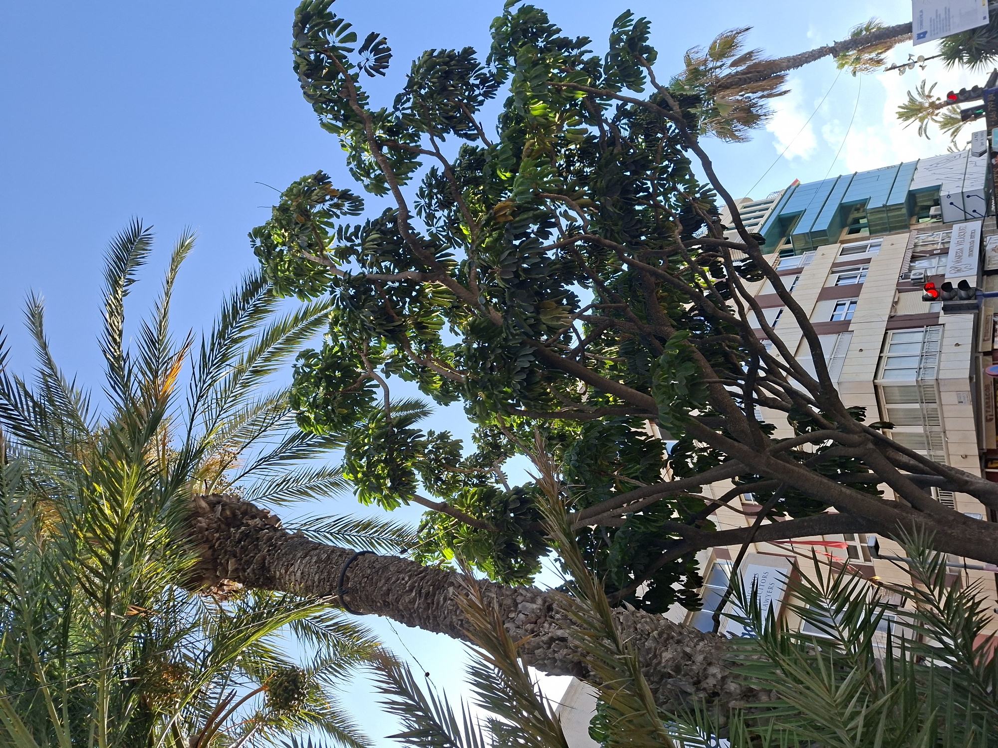 The image shows a street view in Torrevieja, Spain, with a clear blue sky. In the foreground, there is a palm tree with a textured trunk and long, slender leaves. To the right of the palm tree, a larger deciduous tree with dark branches and abundant green leaves is visible. Behind the trees, a multi-story building with a light-colored facade and windows can be seen. A section of the building features a modern, turquoise-colored facade. Traffic lights are present on the street, with one red light illuminated. Several other palm trees are scattered throughout the scene, some in the background. The overall impression is that of a sunny day in a Mediterranean coastal city.