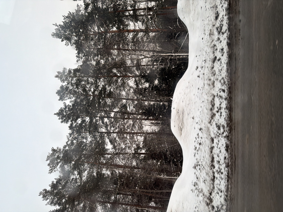 The image displays a winter landscape, likely photographed from a moving vehicle in Yus'ki, Russia. The foreground features a dark, wet, and partially reflective road surface, appearing somewhat blurred. Immediately behind the road, a substantial snowdrift or snowbank runs horizontally across the frame. This snowbank is composed of multiple undulating mounds of white snow, with a distinct lower layer of dirty, grey, and brown snow and debris accumulated along its base, adjacent to the road. The midground and background are dominated by a dense forest, primarily consisting of tall conifer trees with dark green foliage and visible reddish-brown trunks. Interspersed among the conifers are a few deciduous trees with bare branches, particularly noticeable in the central area. The forest floor is covered in snow. The sky above the treeline is uniformly light grey and overcast, indicating a dull, winter day. No individuals or man-made structures other than the road and distant forest are visible.