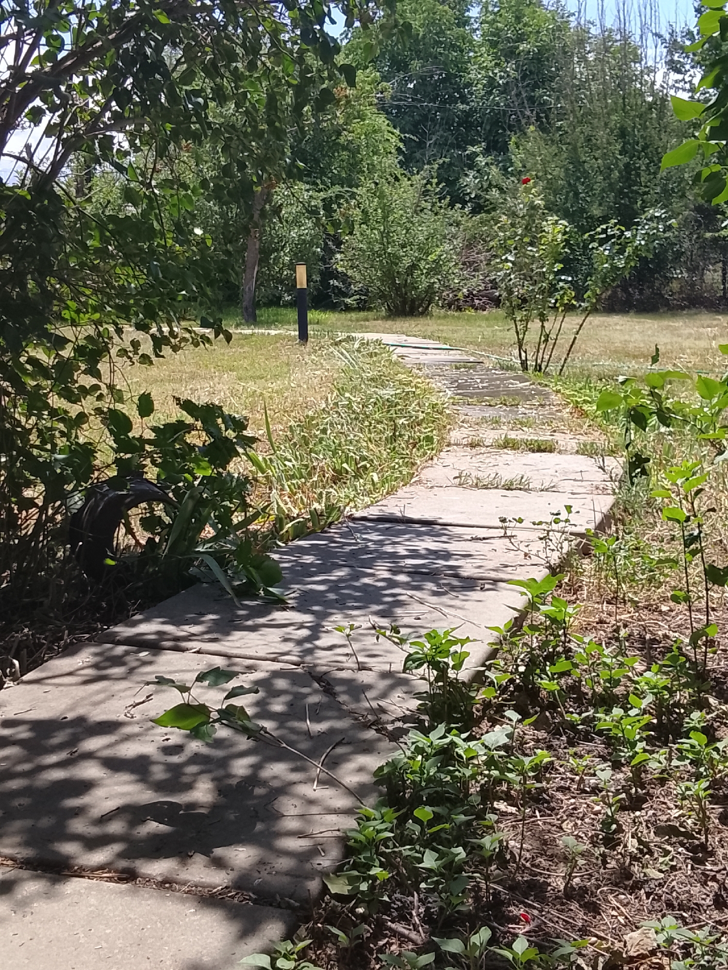 The image depicts a concrete pathway winding through a garden or park area. The pathway is composed of irregular concrete slabs and is flanked by overgrown grass and small green plants. Shadows from tree foliage are cast across the pathway. In the background, there are various trees and bushes, and a yellow and black post is visible to the left. A small red object, possibly a flower or a berry, is visible among the foliage on a bush in the middle ground. The overall scene suggests a sunny day in an outdoor setting. The provided coordinates indicate the location is in the vicinity of Жалпақсай, Kazakhstan.