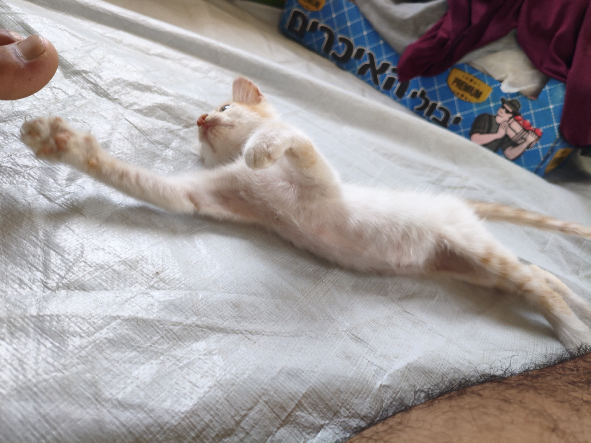 A light-colored kitten lies stretched out on a white, textured surface. The kitten has light orange markings and its body is elongated, with its front paws extended. A human foot, with a nail visible, is in the upper left corner, seemingly interacting with the kitten's paw. In the background, a blue box with Hebrew text and a graphic of a person holding fruit is visible. A dark red piece of fabric is draped over the box. The overall environment appears to be an indoor setting, likely on a bed or similar soft surface.