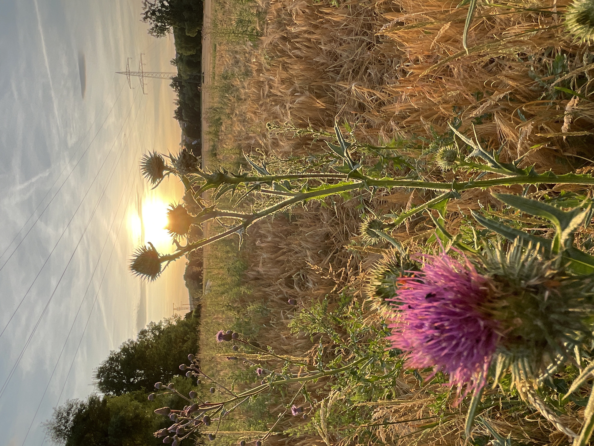 This media file captures a rural scene at sunset, likely in Neukirchen, Germany. The foreground is dominated by a thorny thistle plant, with a vibrant purple flower in sharp focus on the right side of the image. Behind the thistle, a field of golden wheat stretches towards the horizon, its stalks catching the warm light of the setting sun. In the middle ground, a line of dark green trees creates a distinct boundary between the fields and the sky.
The sky is a soft gradient of pale blue and orange, with streaks of white clouds indicating fair weather. A power line pylon stands tall against the sky, its silhouette stark against the glowing sunset. The sun itself is low in the sky, casting long shadows and illuminating the scene with a warm, golden hue, suggesting it is late afternoon or early evening. The overall atmosphere is peaceful and serene, evoking a sense of natural beauty and the quiet tranquility of the countryside. There are no discernible people or text in the image.