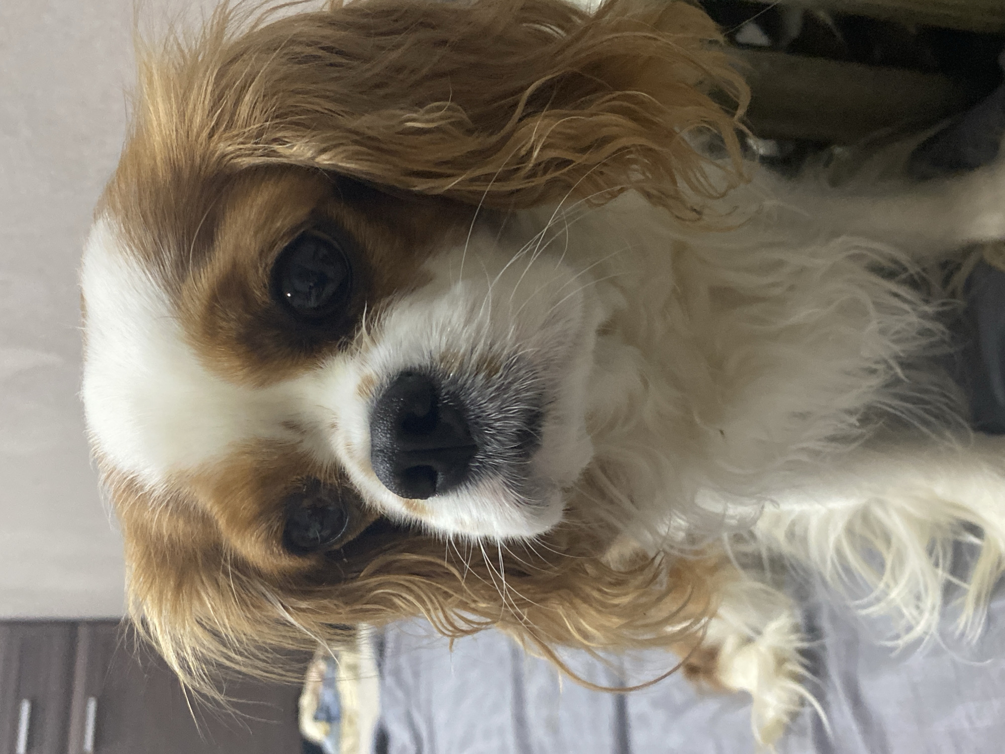 A close-up portrait features a Blenheim Cavalier King Charles Spaniel, situated indoors in the city of Unknown, Unknown. The dog's head is prominent, with characteristic chestnut-and-white fur. White fur covers the muzzle, a blaze between the eyes, and parts of the chest, while chestnut patches mark the ears and areas around the dark, reflective eyes. The fur on the top of the head and ears appears slightly disheveled. A black nose and visible white whiskers complete the facial features. The dog is positioned on a wrinkled, light grey fabric surface. The blurred background to the left reveals a dark brown wooden furniture item with silver handles, while the upper and right portions of the background consist of a plain, light-colored wall. No human interaction is depicted.