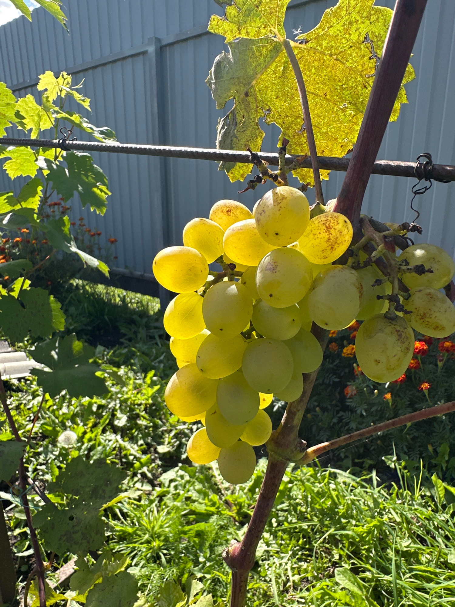 A bunch of light green grapes hangs from a vine in a garden. The grapes are plump and some have reddish-brown spots. The vine has green leaves, some of which are yellowing, and a dark reddish-brown stem. In the background, a grey metal fence runs horizontally. The ground is covered in green grass and some small orange flowers. Sunlight illuminates the scene, casting shadows. The image appears to be taken outdoors in Buinsk, Russia.