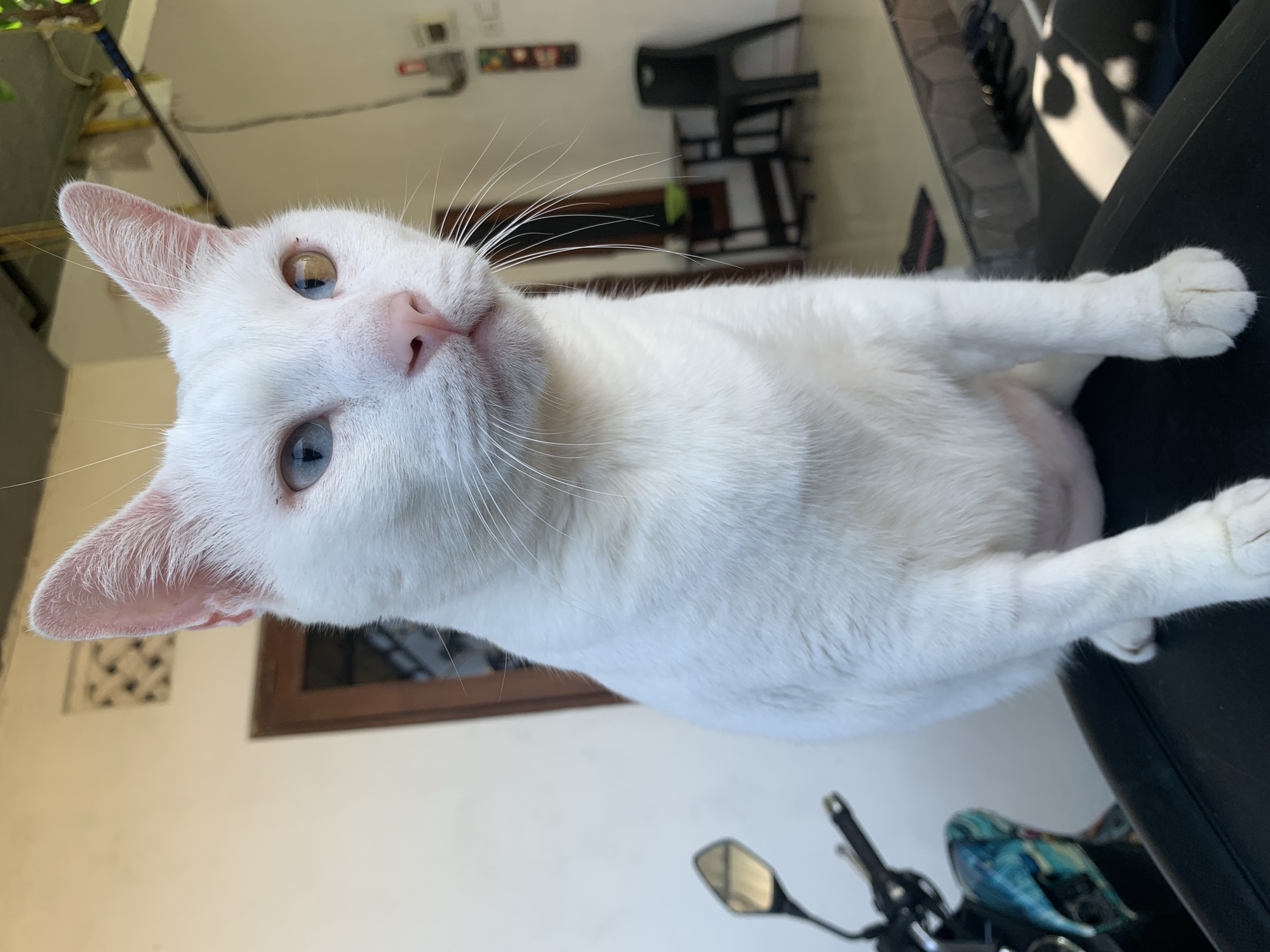 A white cat with heterochromia, one blue eye and one amber eye, sits on the seat of a motorcycle. The cat is positioned in the center of the frame, facing slightly to the right. Its ears are pink and alert, and its whiskers are prominent. The background shows a building with white walls and a brown-framed window, along with some outdoor furniture. The scene is outdoors, suggesting a residential or commercial area, possibly in the vicinity of Sukawati, Indonesia, given the architecture and the presence of a motorcycle. The lighting indicates it is daytime.