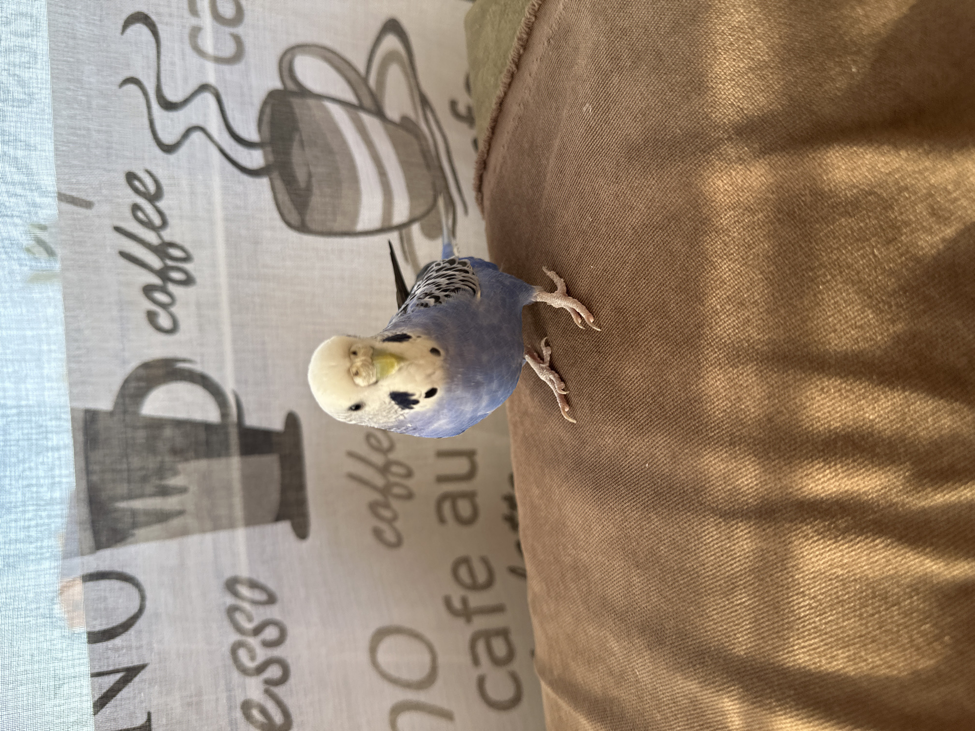 A perky, blue and white budgerigar is perched on a brown, textured surface, likely a cushion or blanket. The bird faces forward, its small, dark eyes fixed on the camera. Its head is adorned with a soft, white crown, and black spots dot its cheeks and throat. Behind the bird, a sheer, white curtain with a repeating pattern of coffee cups and the words "coffee" and "espresso" is visible. Sunlight casts subtle shadows across the brown surface, highlighting the texture of the fabric. The setting appears to be indoors, possibly a home environment.