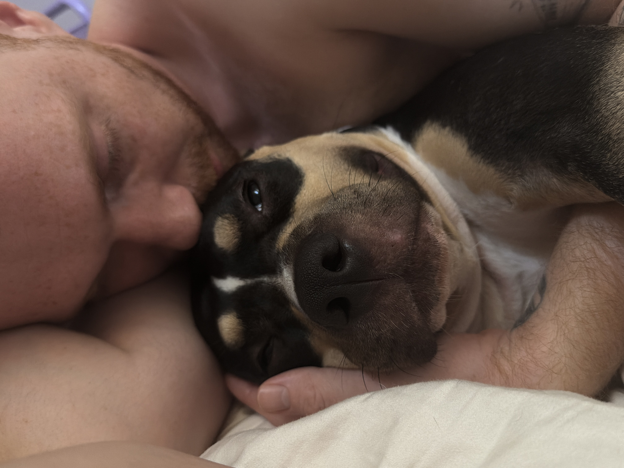 A close-up, indoor, eye-level shot shows a person and a dog nestled together. The person, with fair skin and red hair, is lying down and nuzzling the dog. Their head is close to the dog's head, with the person's forehead resting on the dog's head. The dog, a tricolor breed with black, tan, and white markings, is lying on its side, with its head facing forward. Its eyes are partially closed, and its nose is prominent. The person's hand is gently resting on the dog's head and cheek. The environment appears to be a bed, with a white pillow and sheets visible. The lighting is soft and diffused, suggesting an indoor setting. There is no indication of the specific location within Tel-Aviv, Israel.