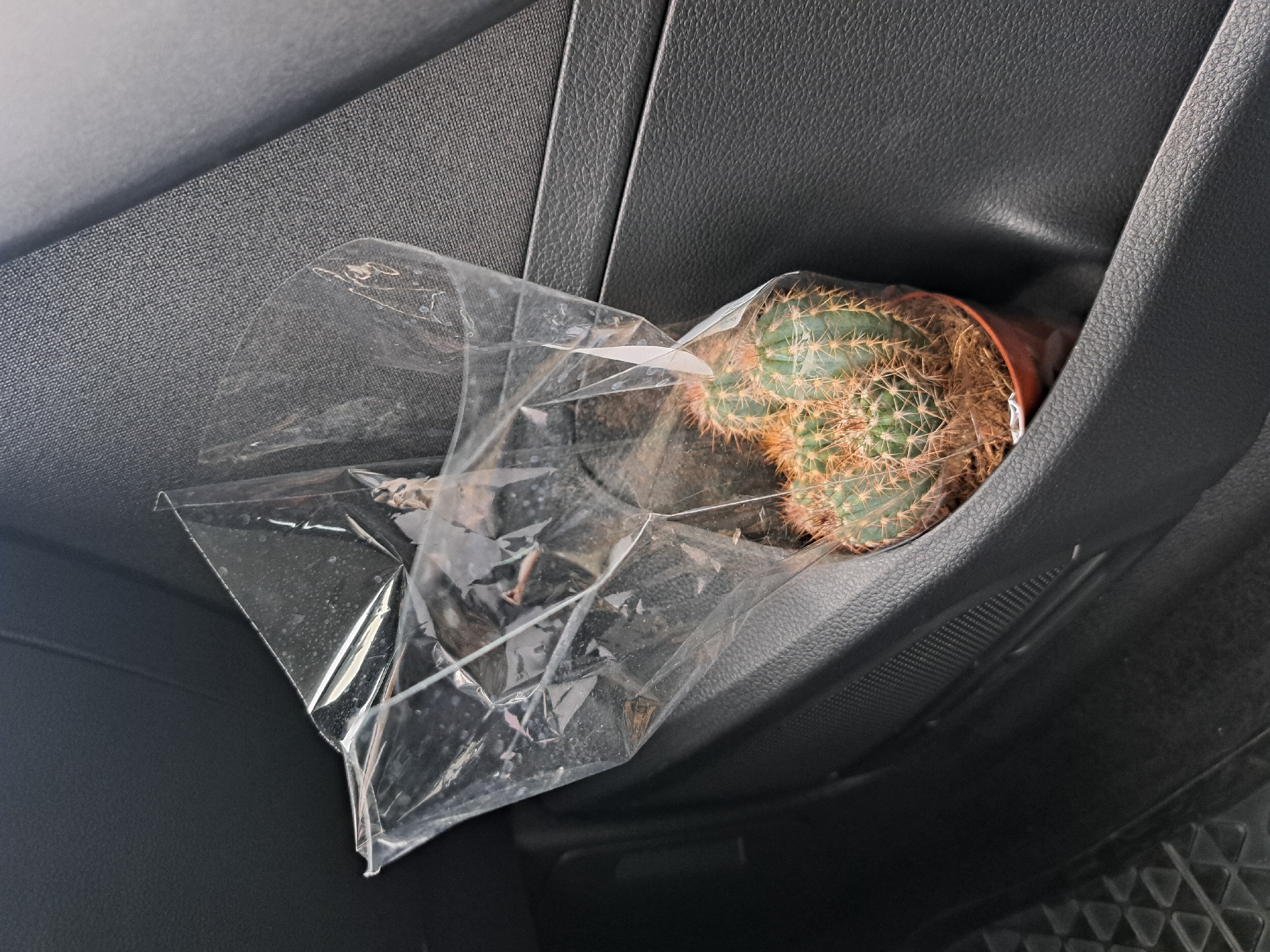 A potted cactus wrapped in clear plastic sits in a storage compartment in the interior of a vehicle. The compartment is lined with black textured material. The cactus is green with tan spines, and the pot is brown. The location is Unknown, Unknown.