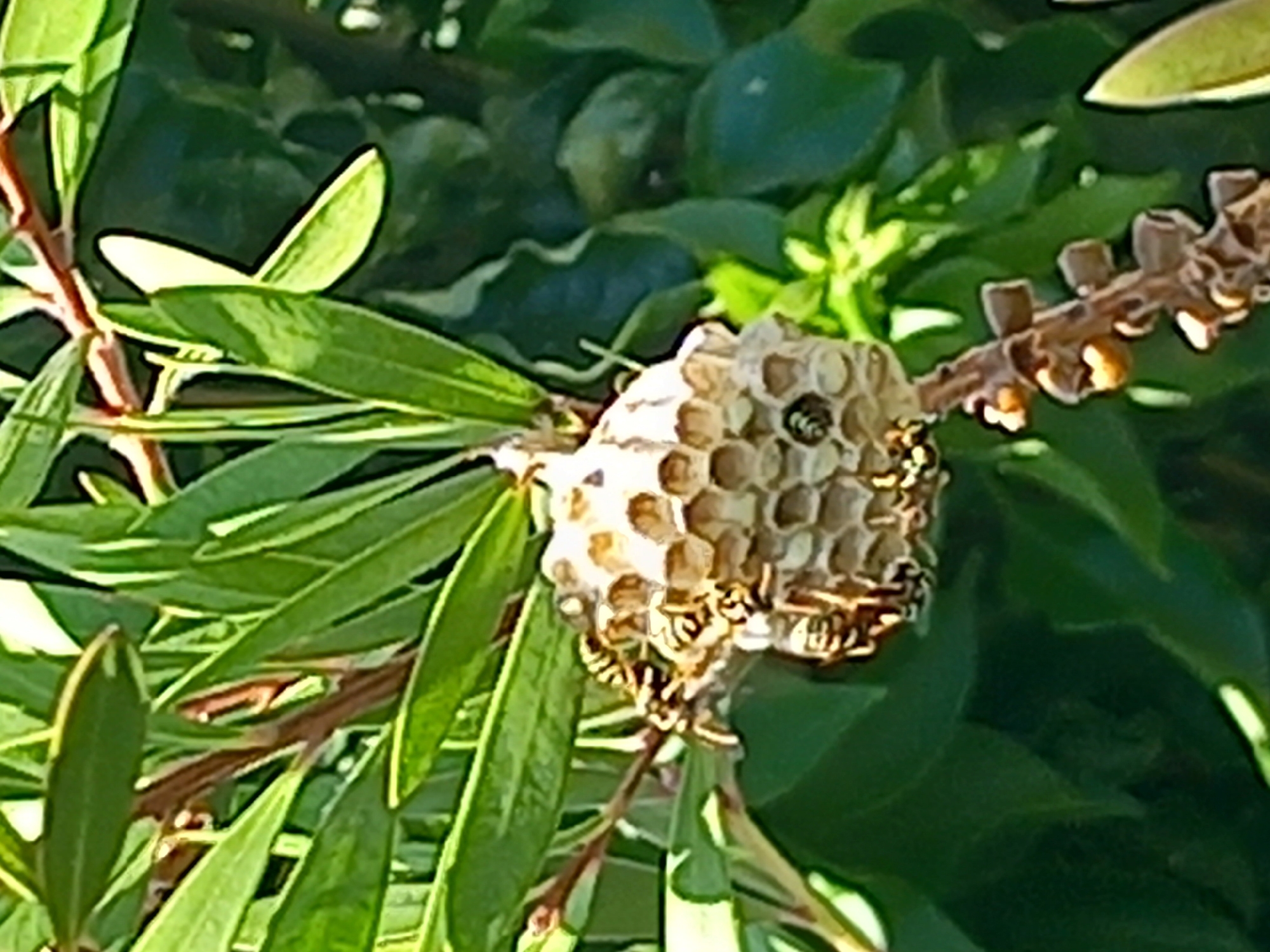 A wasp nest is attached to a thin brown branch, which is surrounded by green leaves. The nest is composed of a honeycomb-like structure made of a tan, paper-like material. Several wasps, with black and yellow striped bodies, are visible on and around the nest. One wasp is entering a hexagonal cell on the side of the nest, while others are clustered on the exterior. The leaves are long and pointed, with some appearing to be in sharp focus while others are blurred. The background is a mix of darker green foliage, suggesting an outdoor environment.