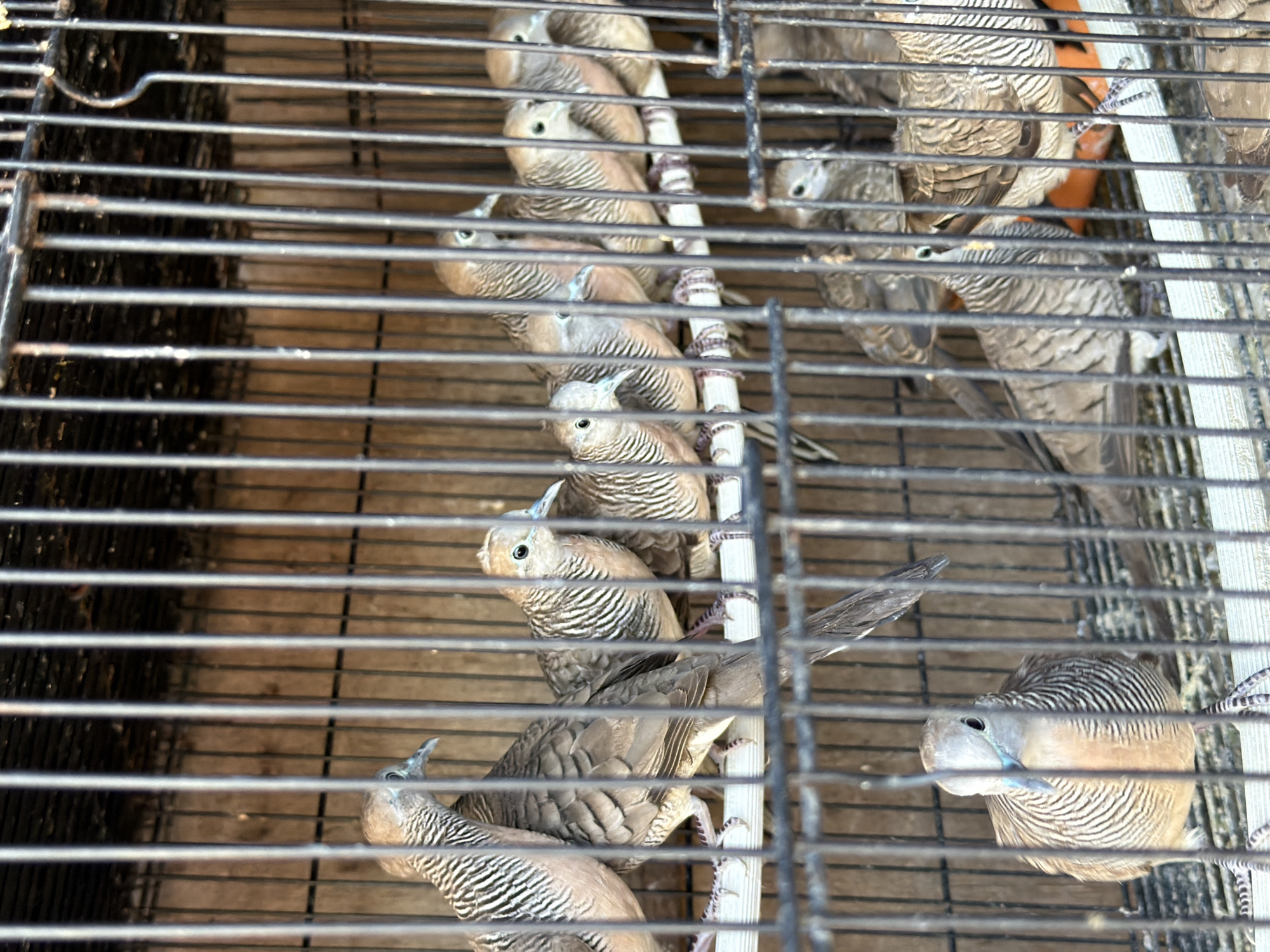 The image shows a group of zeebra doves in a cage. The birds are brown and white striped and have blue beaks. They are perched on wooden dowels and appear to be resting. The cage is made of black metal bars and is positioned outdoors. The background is blurred but suggests a natural environment, possibly a garden or park. The lighting indicates it is daytime. The scene is calm and peaceful, with the birds appearing relaxed. There is no visible text in the image.