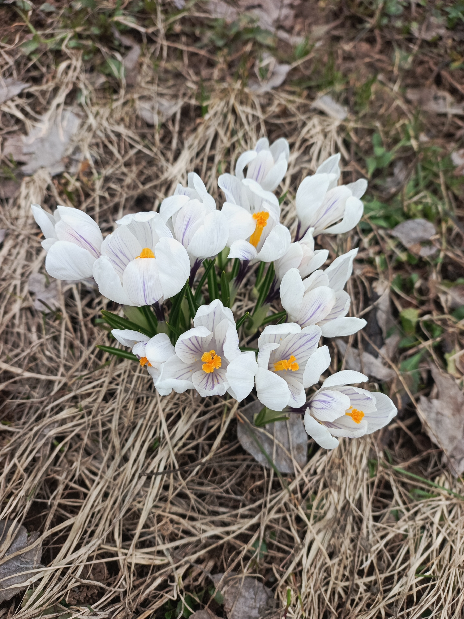 A close-up, eye-level outdoor shot captures a vibrant cluster of white crocuses emerging from a bed of dry, light brown grass and fallen leaves. Approximately a dozen individual crocus flowers are visible, most in full bloom. Each flower features delicate white petals, often adorned with subtle, thin purple or lavender vertical stripes or veins. The centers of the open crocuses display prominent, bright orange-yellow stamens and pistils, adding a pop of color. Small green leaves and stems are visible at the base of the flower cluster, contrasting with the muted tones of the surrounding dormant vegetation.
The background consists of a mix of dried, straw-like grass blades and scattered brown, decaying leaves, indicating the transition from winter to spring. Patches of dark soil and hints of nascent green growth can be seen beneath the dry foliage. The lighting appears natural and even, suggesting a bright day without harsh direct sunlight. The focus is sharply on the crocuses, while the background is slightly blurred, creating a shallow depth of field that highlights the flowers. There is no visible text or specific location cues within the image itself. The overall scene evokes the early signs of spring and new life.