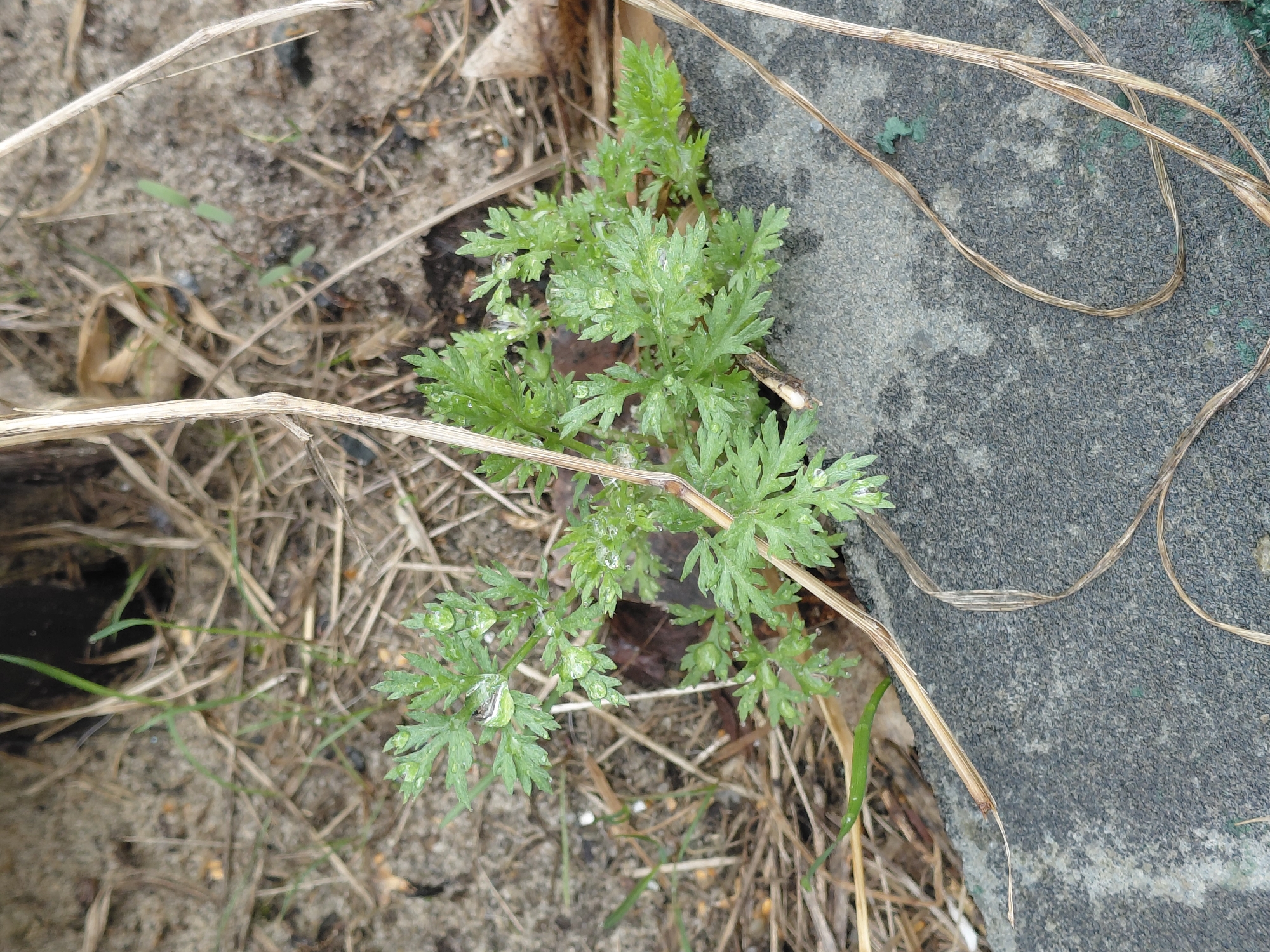 The image displays a close-up, overhead view of a small, vibrant green plant growing in an outdoor setting in Nadym, Russia. The plant features deeply lobed, fern-like leaves and is covered in numerous tiny water droplets, indicating recent rain or dew. It emerges from sandy, light brown soil that is interspersed with dry, light-colored grass and straw-like debris. To the right of the plant, a dark gray, coarse-textured surface, possibly a concrete slab or stone, occupies a significant portion of the frame. Several thin, dried, light brown strands, appearing to be dead plant stems or roots, are draped across both the soil and the gray surface. The lighting suggests it is daytime. No human activity or visible text is present.