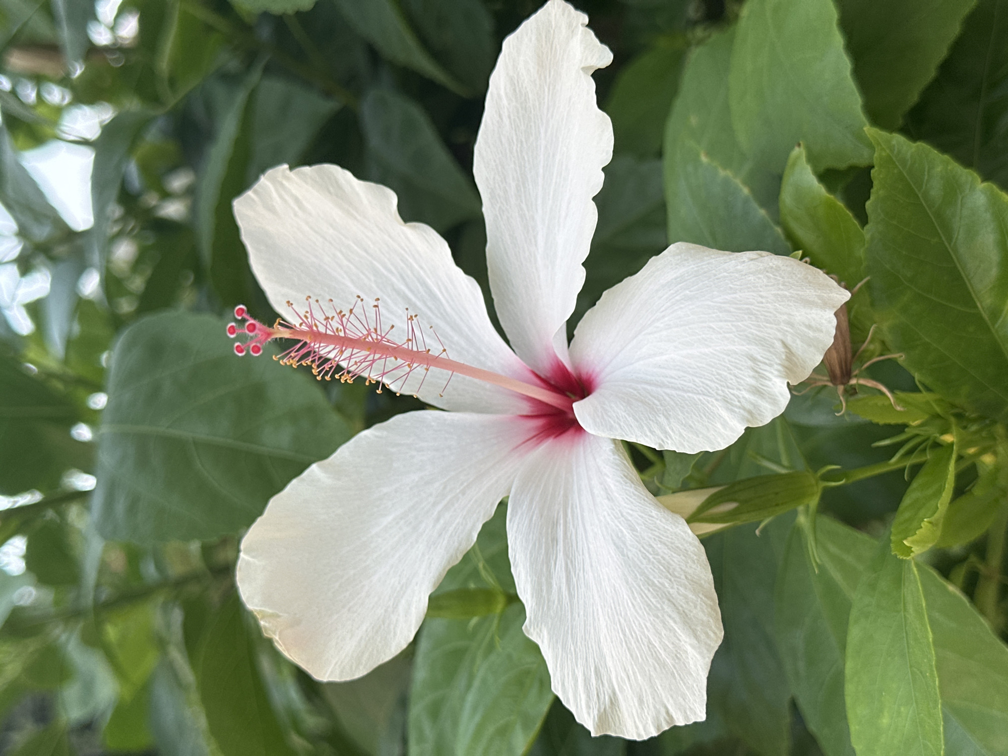 A close-up, eye-level, vertical shot captures a single, open white hibiscus flower with a vibrant pinkish-red center. The flower is in focus, with its five delicate petals unfurling outwards. A prominent stamen, also pink, extends from the center, topped with small red stigmata. The background is a blur of lush, green foliage, suggesting an outdoor setting. The image appears to be taken in the natural environment of Konyaaltı, Turkey, likely in a garden or park, given the abundance of plant life. No people are present in the scene.